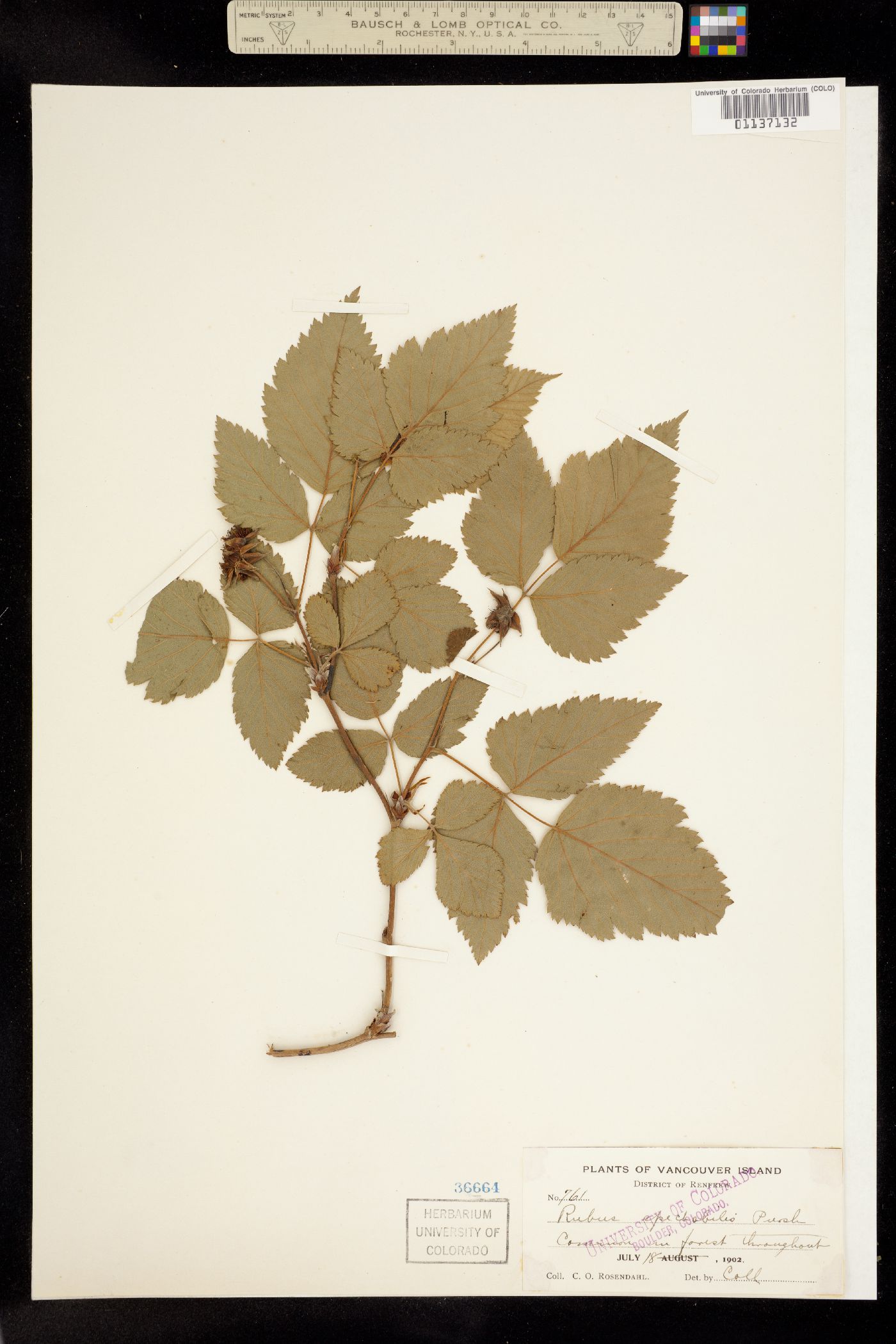 Rubus spectabilis image