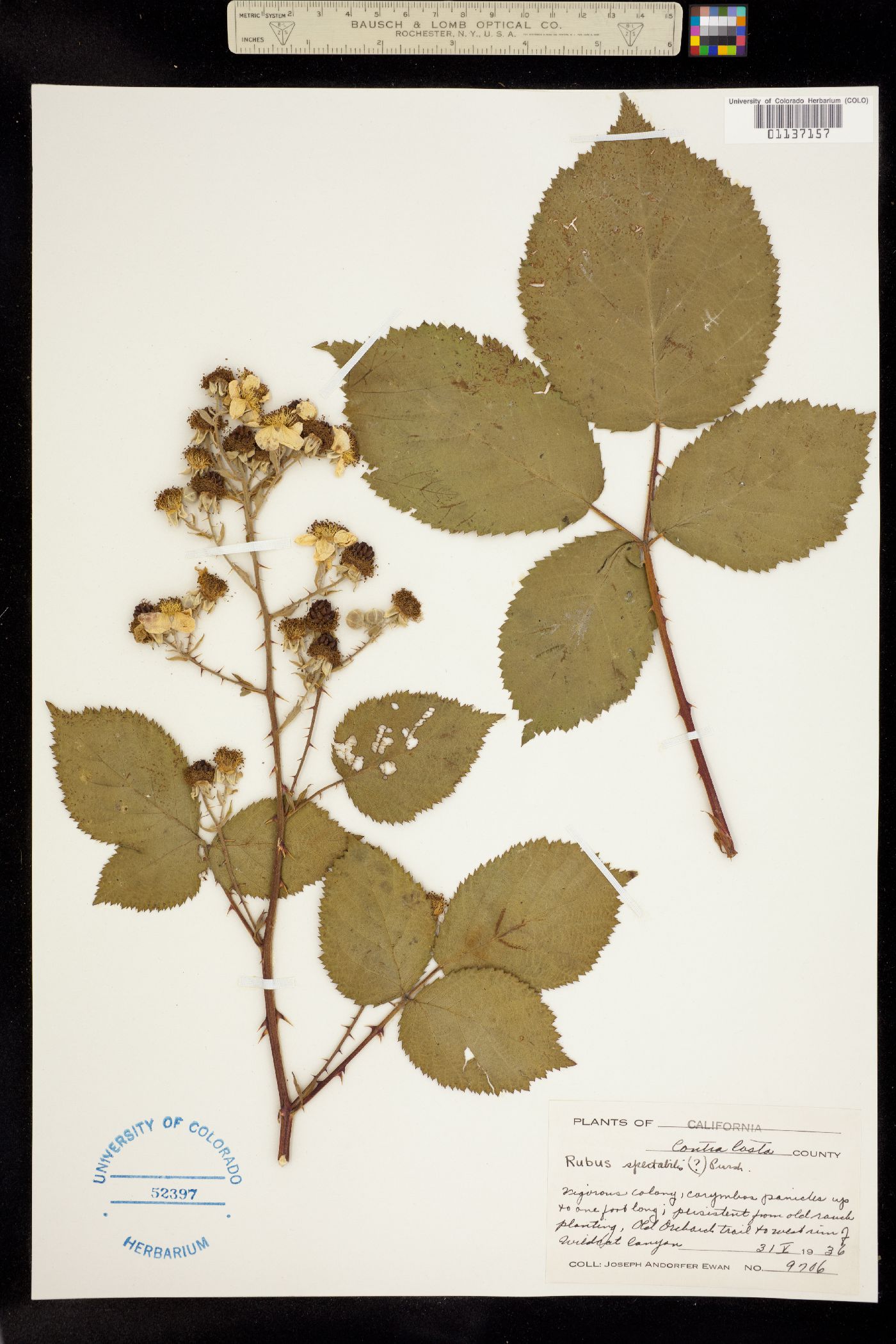 Rubus spectabilis image