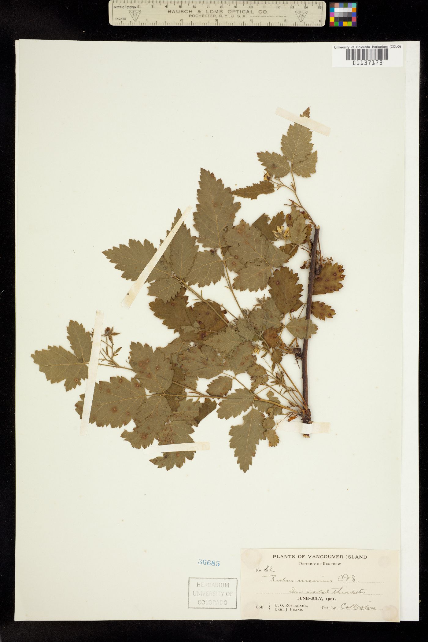 Rubus ursinus image