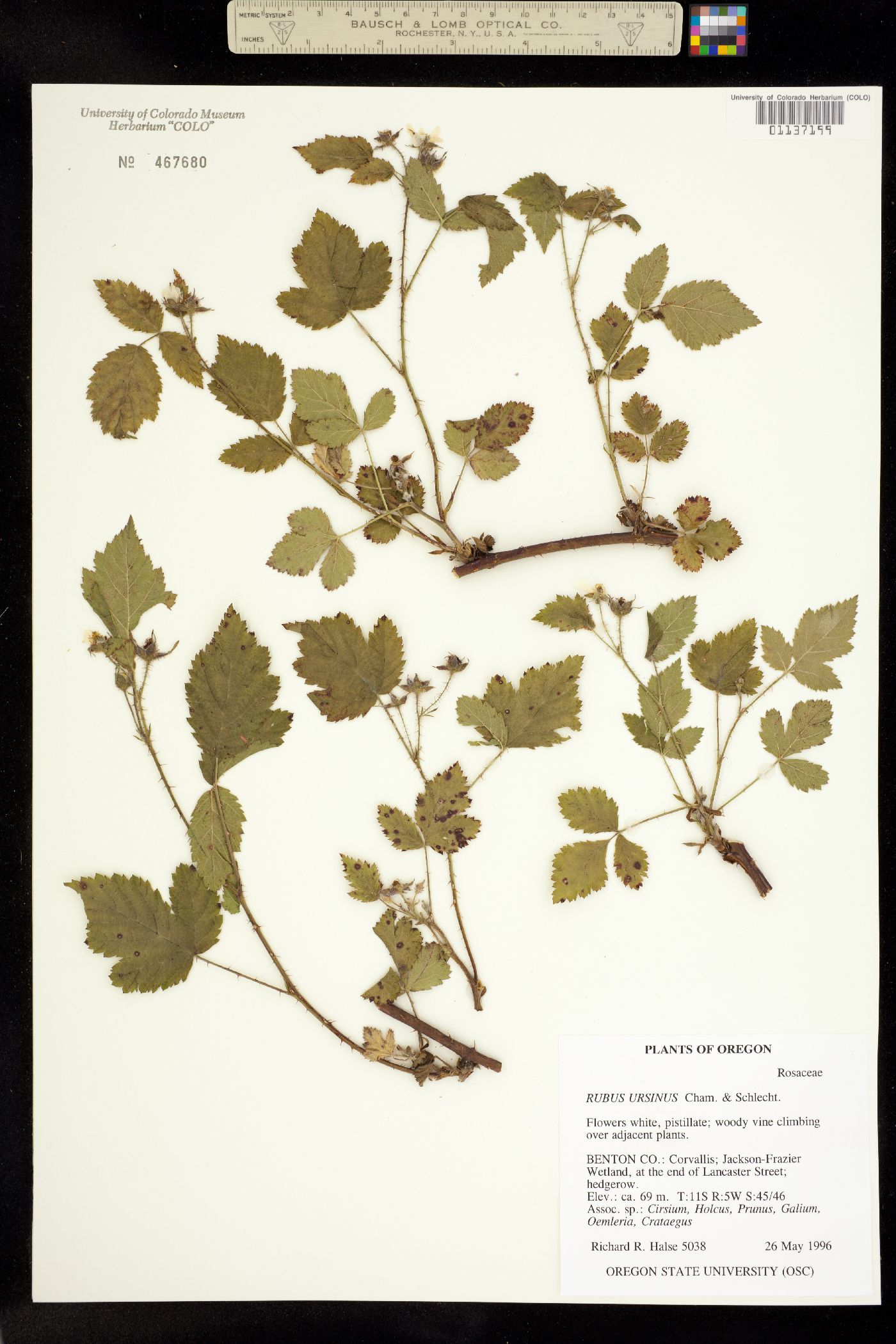 Rubus ursinus image