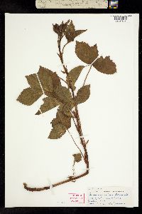 Image of Rubus x ascendens