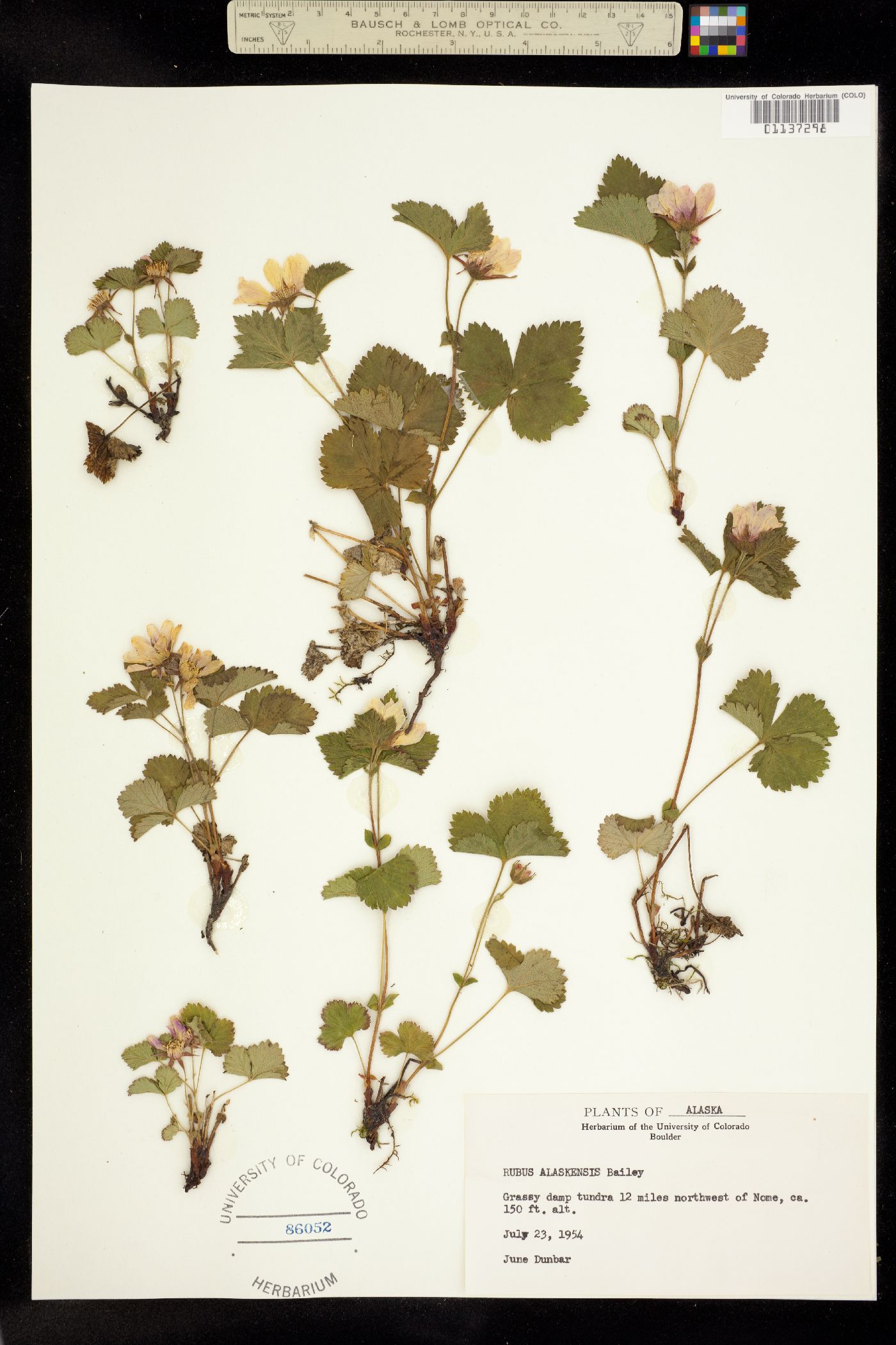 Rubus arcticus ssp. arcticus image