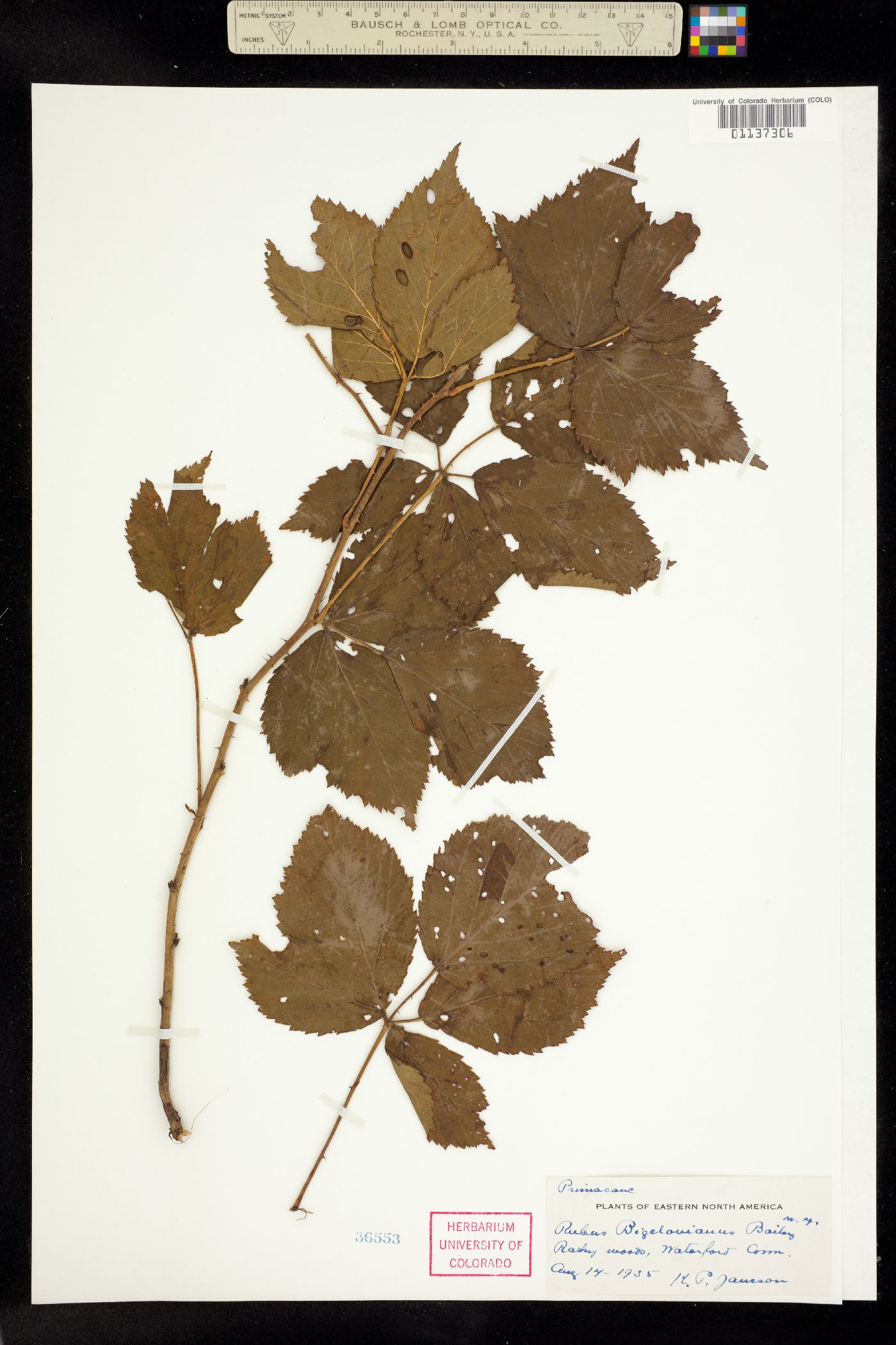 Rubus bigelovianus image