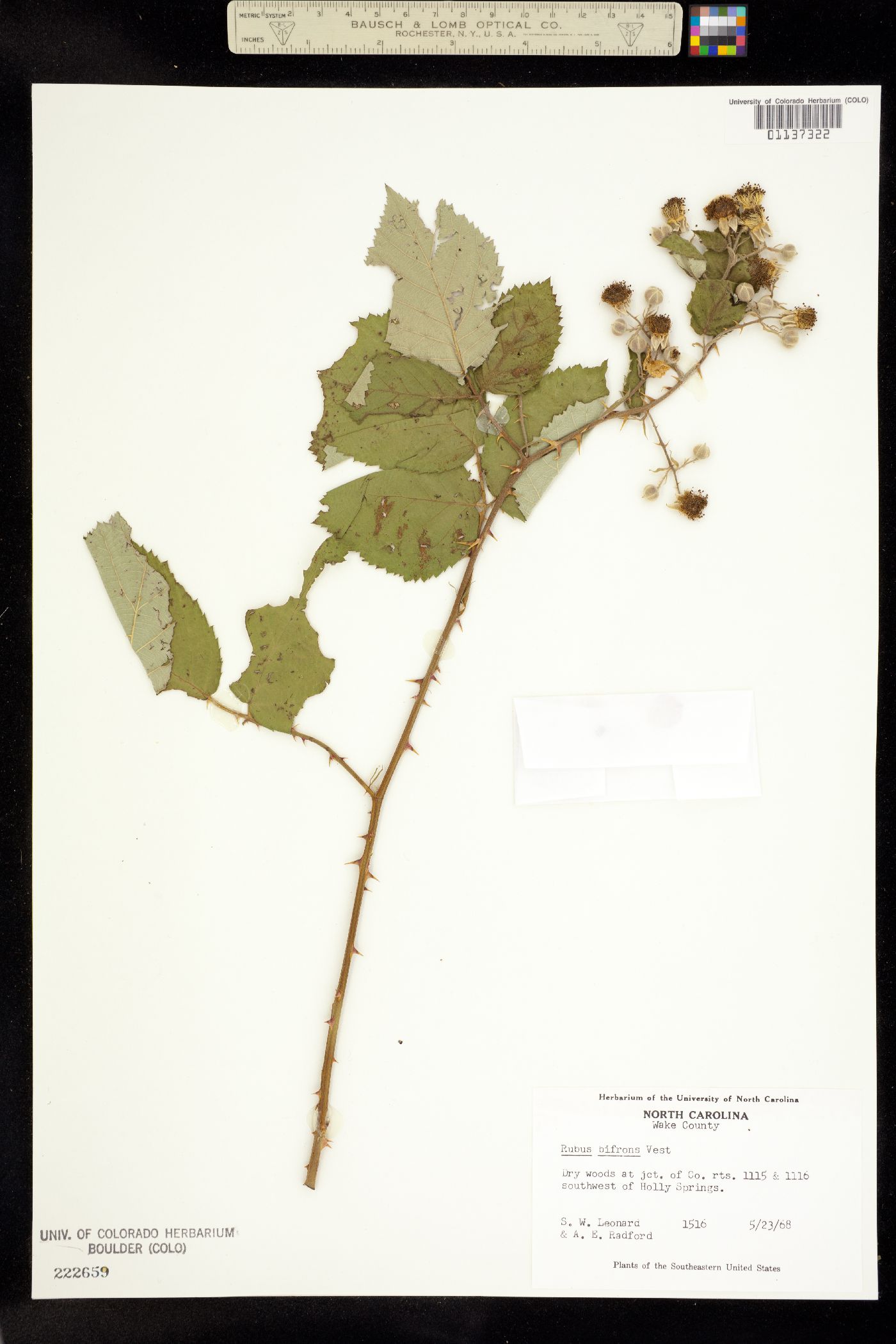 Rubus bifrons image
