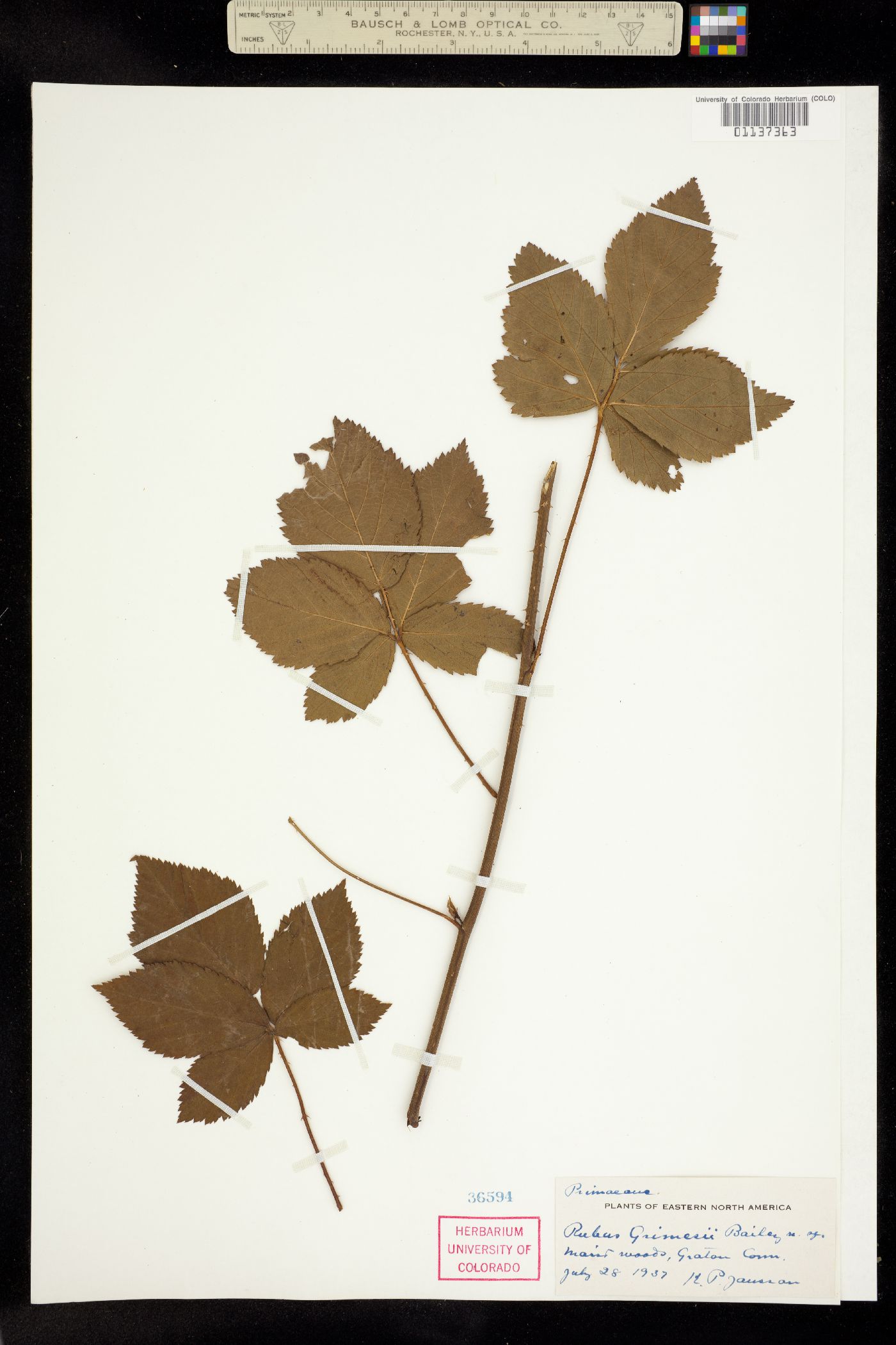 Rubus flagellaris image