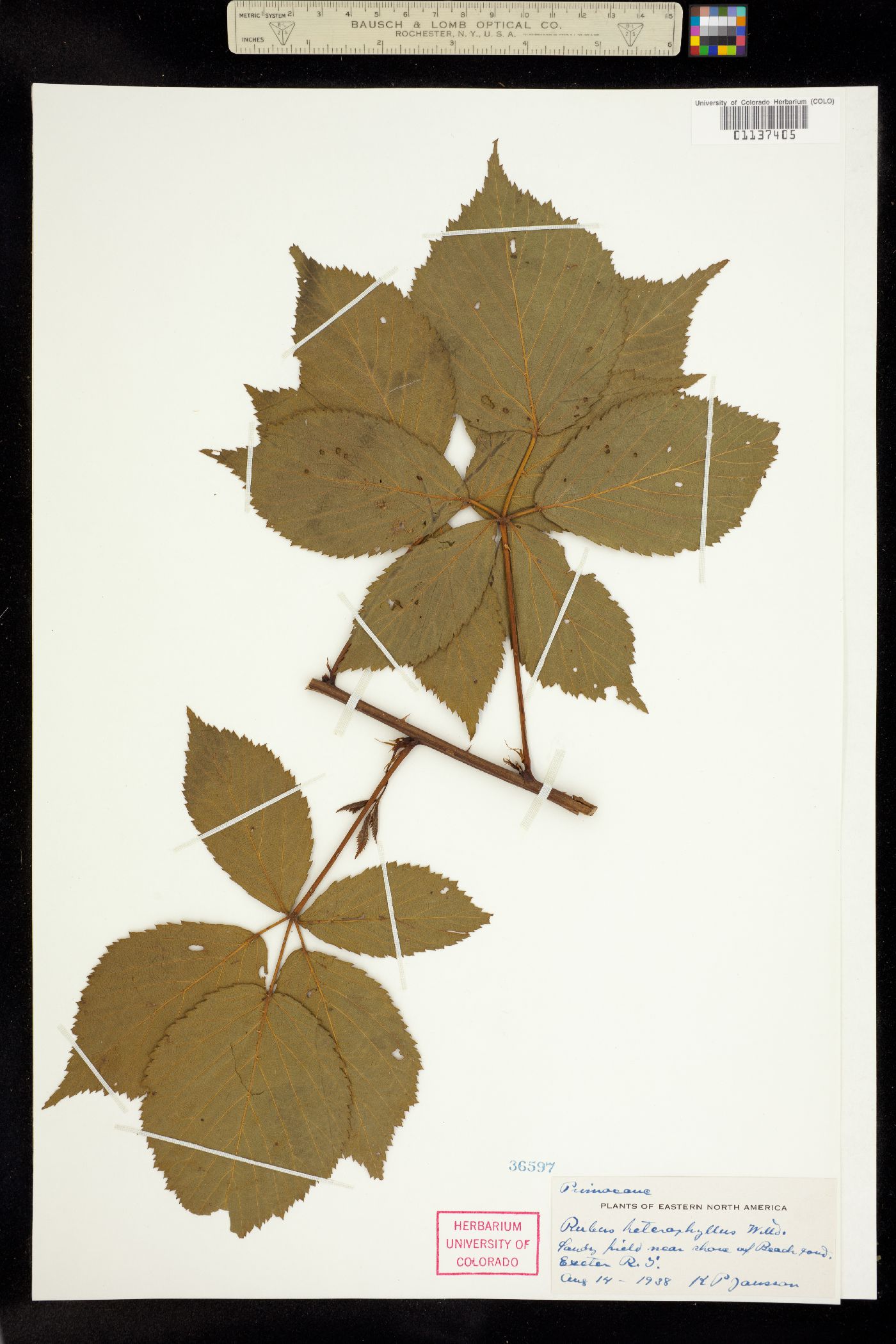 Rubus heterophyllus image