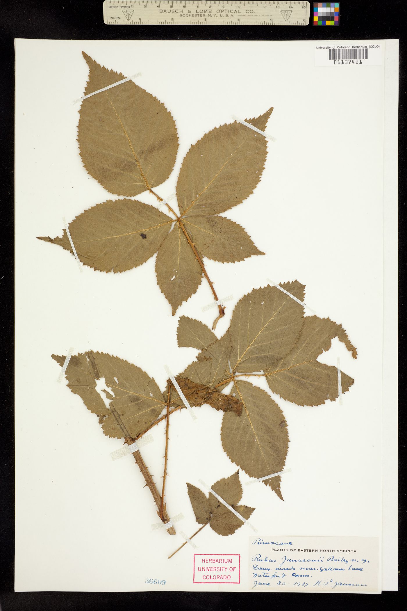 Rubus X janssonii image