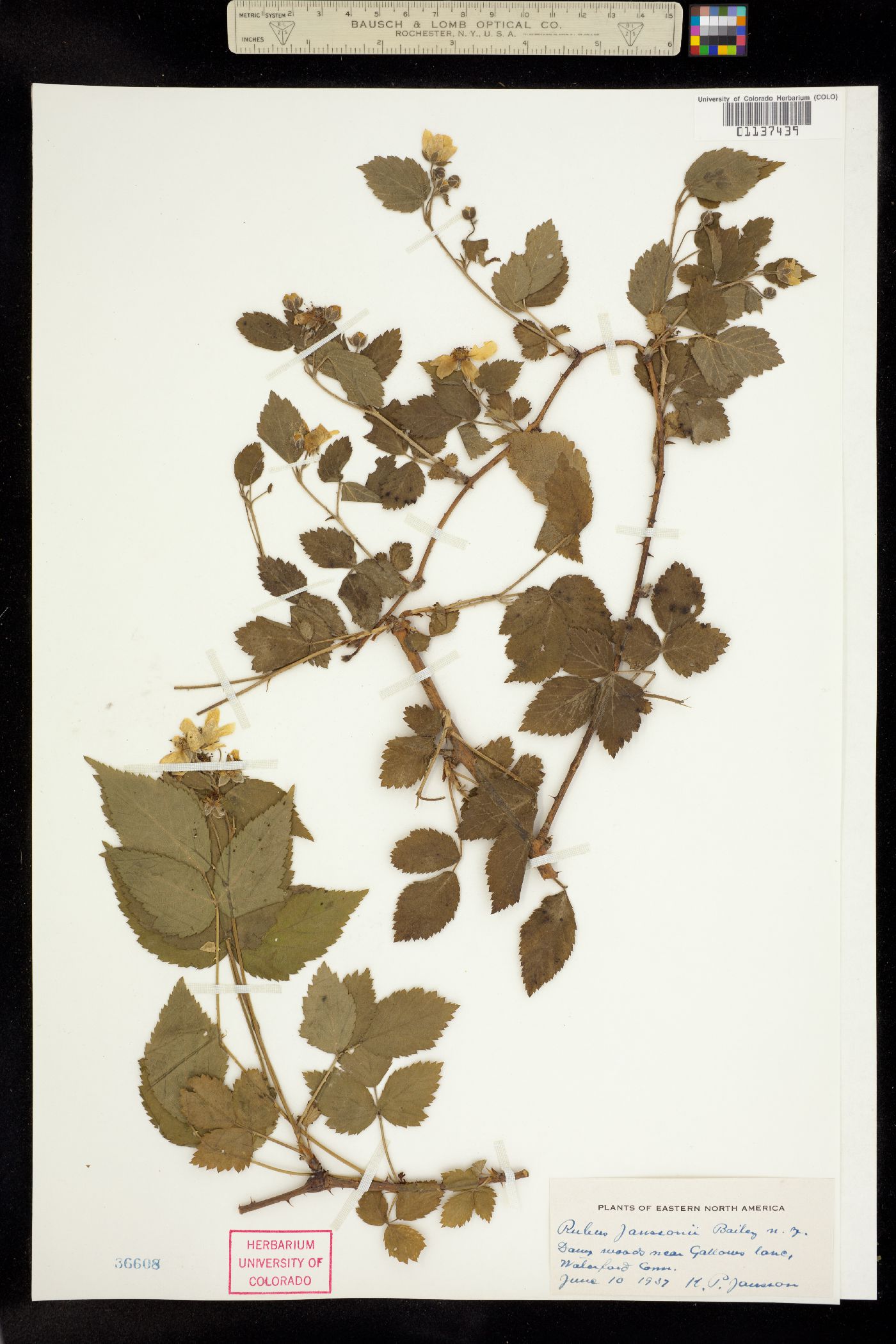 Rubus X janssonii image