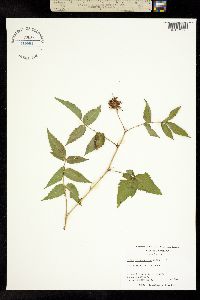 Image of Rubus illecebrosus