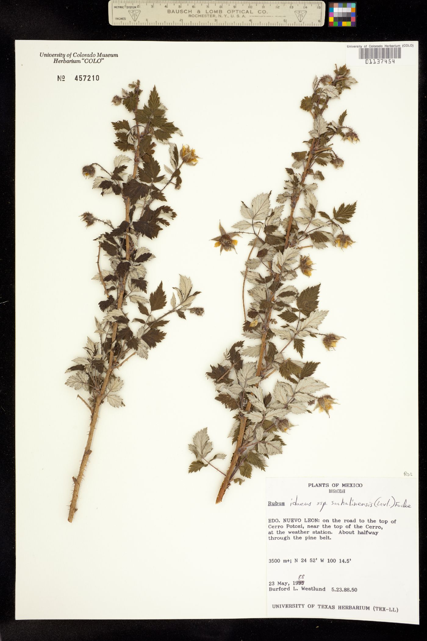 Rubus idaeus image
