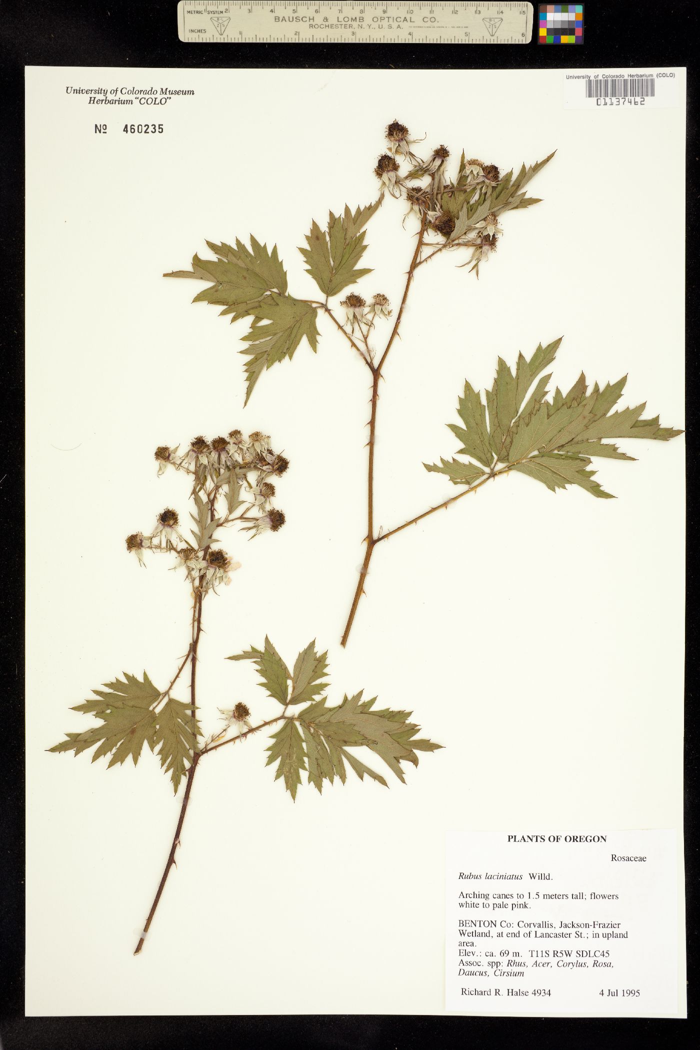 Rubus laciniatus image