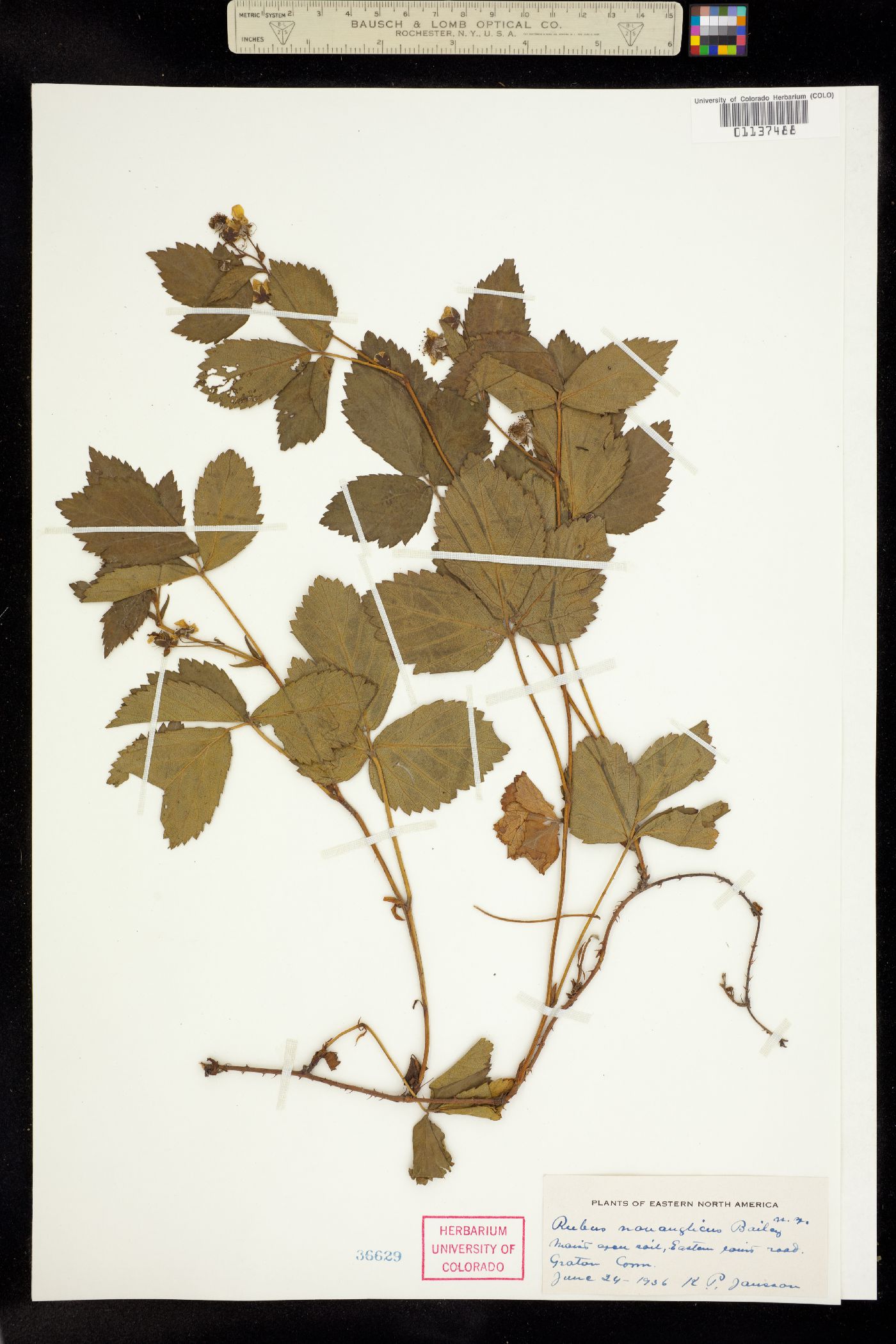 Rubus X novanglicus image