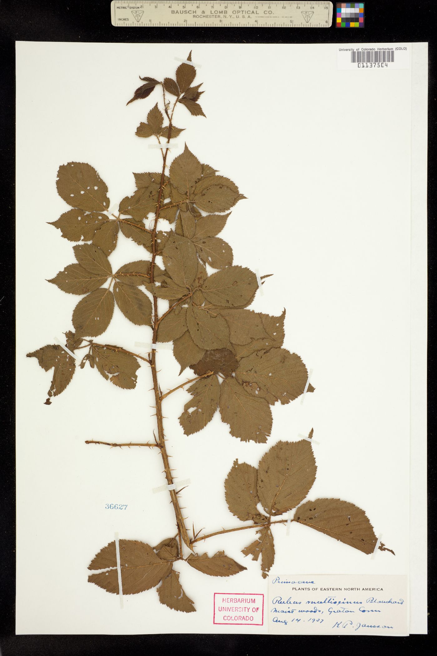 Rubus pensilvanicus image