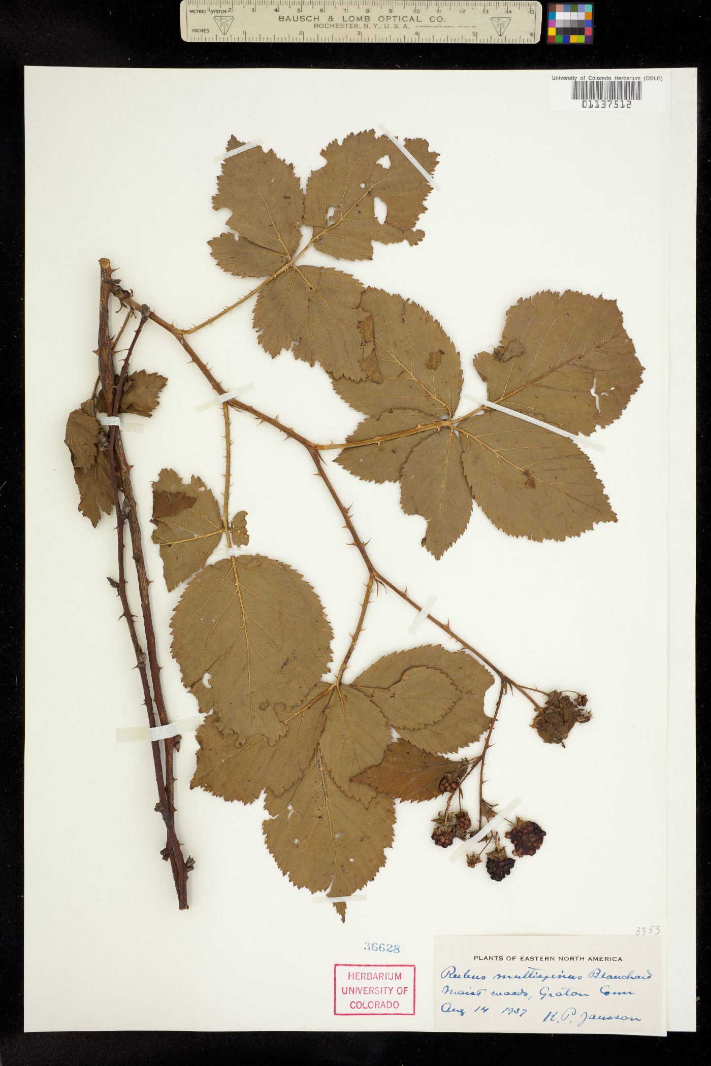 Rubus pensilvanicus image