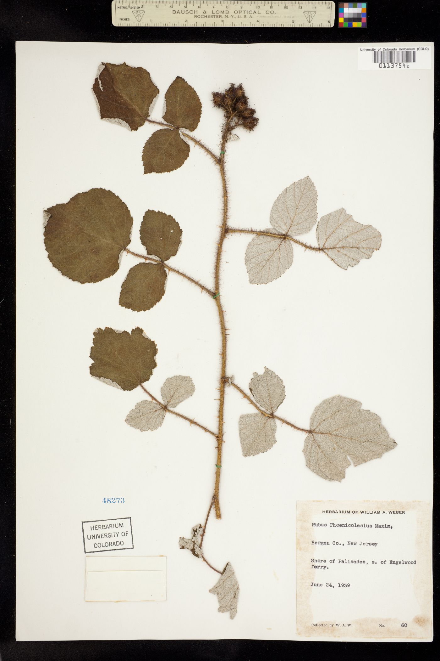 Rubus phoenicolasius image