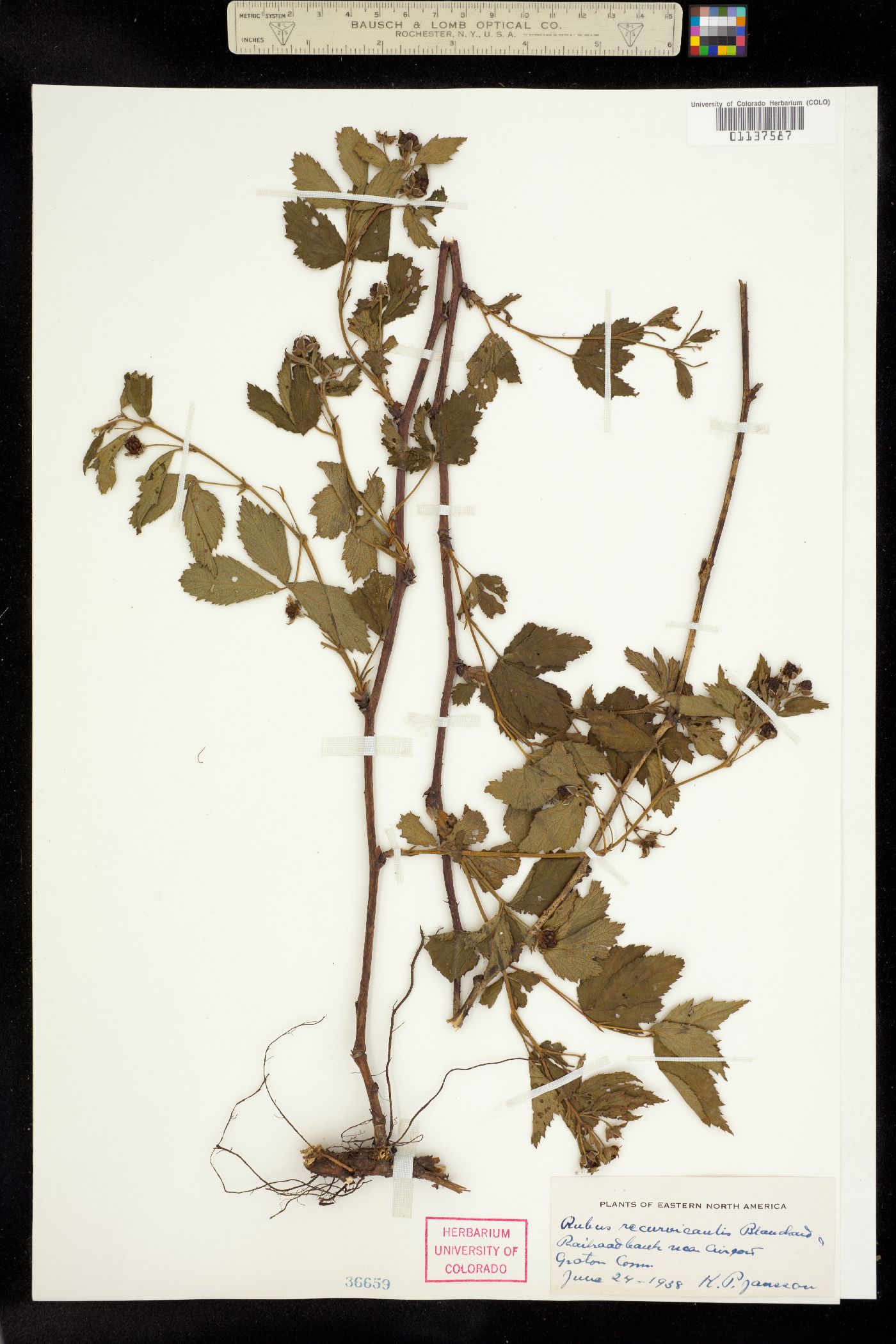 Rubus X recurvicaulis image