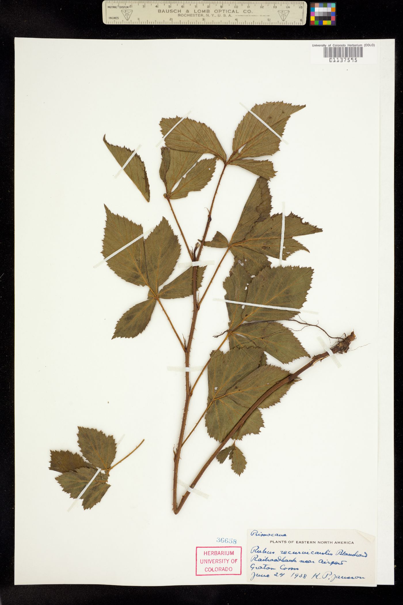 Rubus X recurvicaulis image