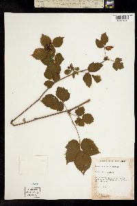 Image of Rubus recurvans