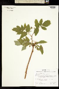 Rubus sachalinensis var. sachalinensis image