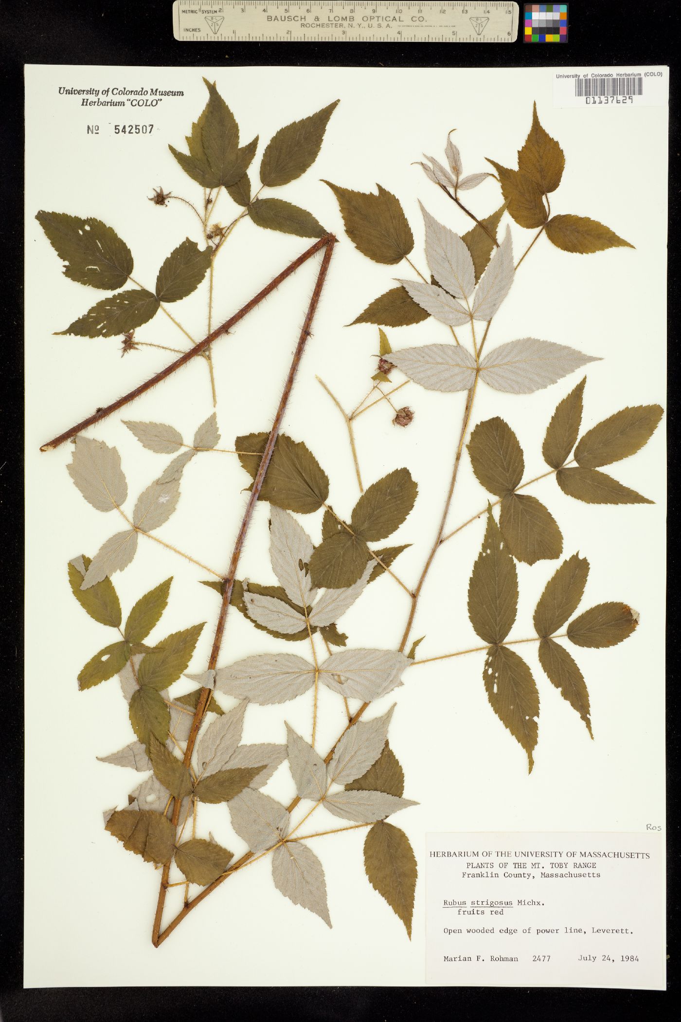 Rubus sachalinensis var. sachalinensis image