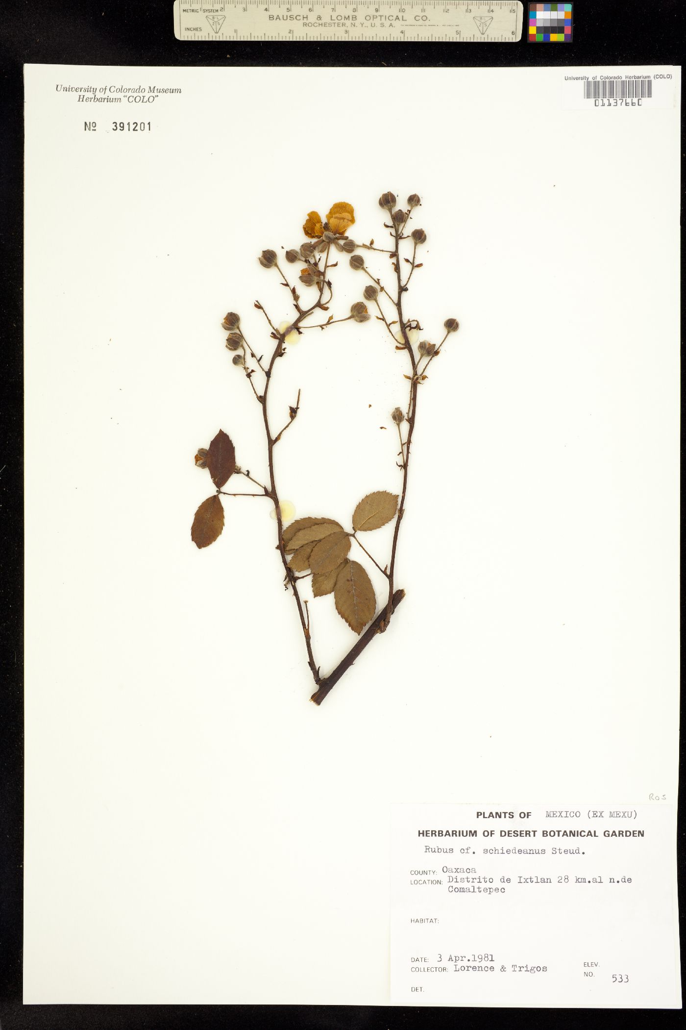 Rubus schiedeanus image