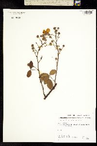 Rubus schiedeanus image