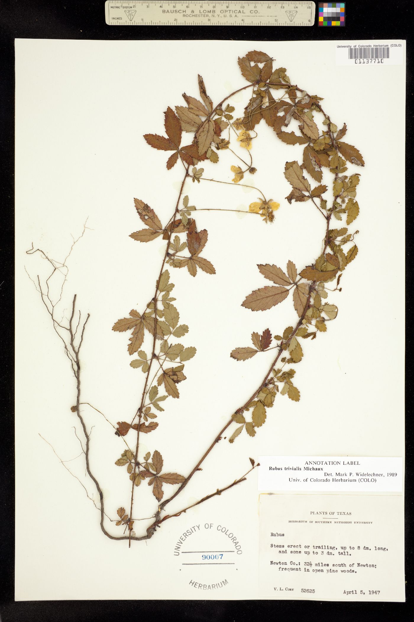 Rubus trivialis image