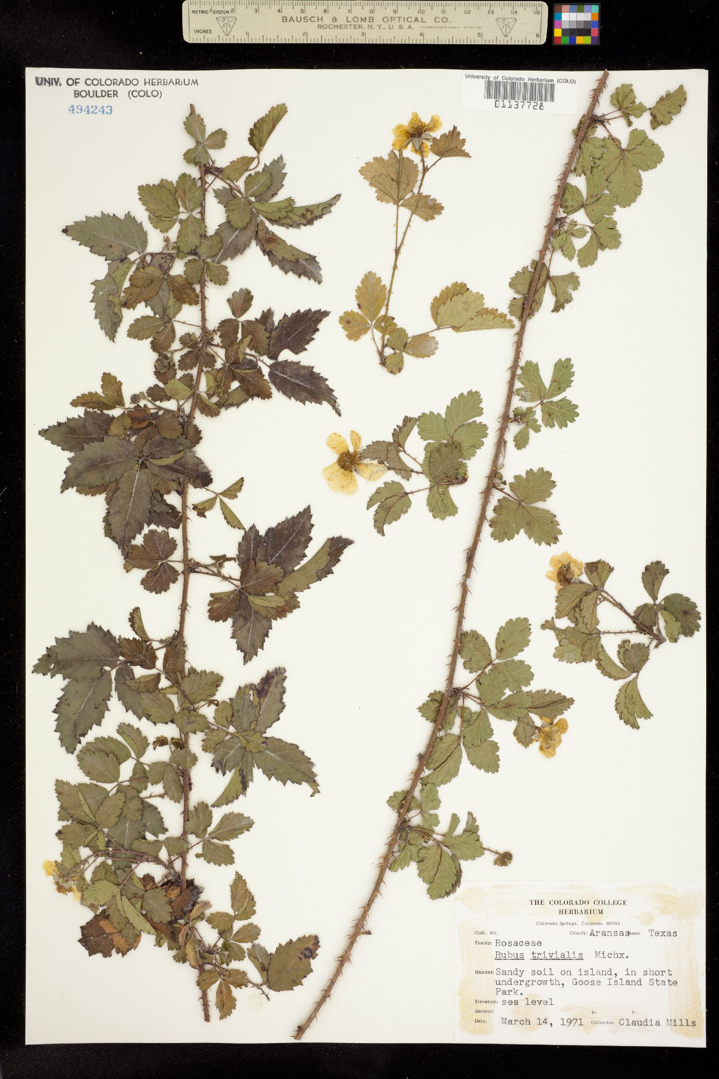 Rubus trivialis image