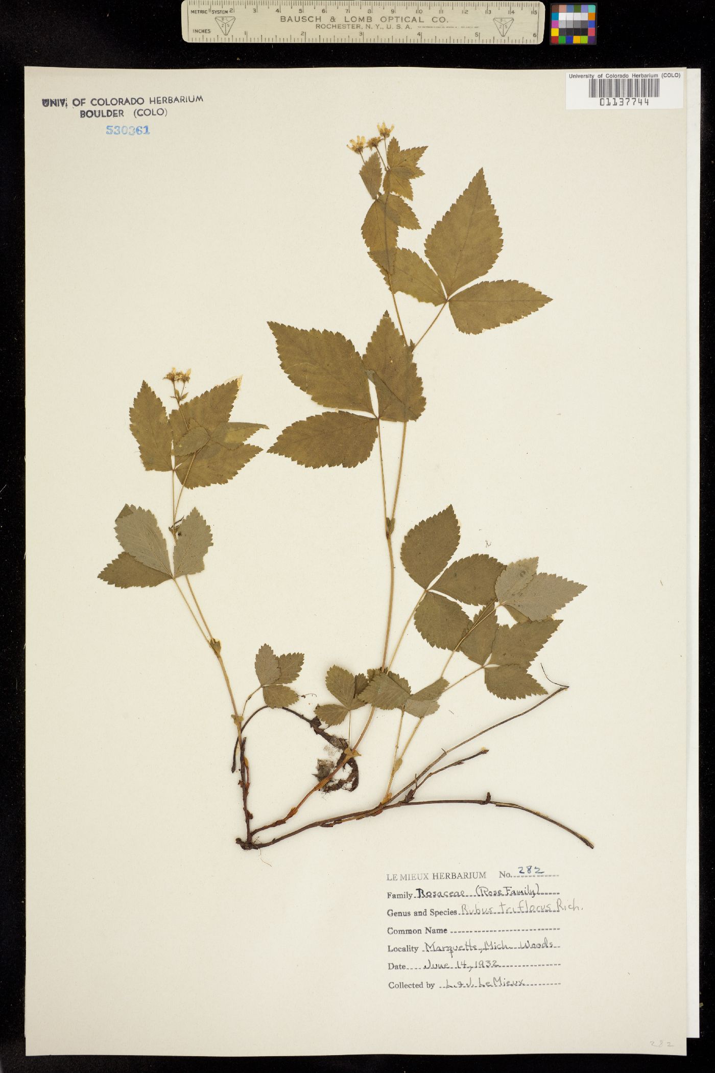 Rubus pubescens image