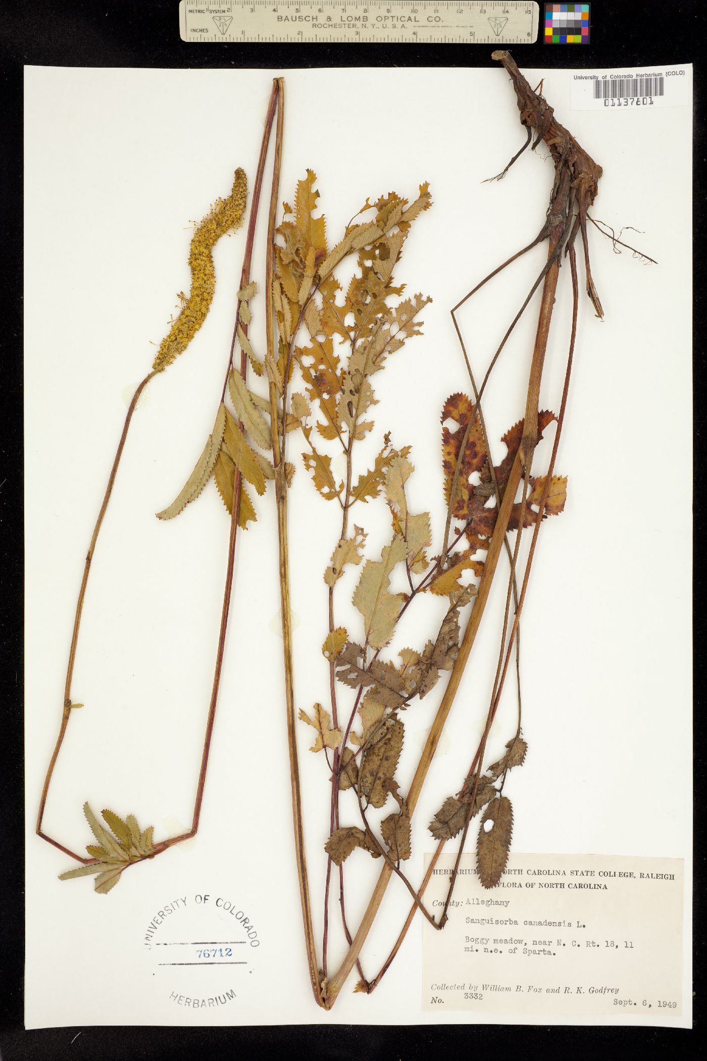 Sanguisorba canadensis image