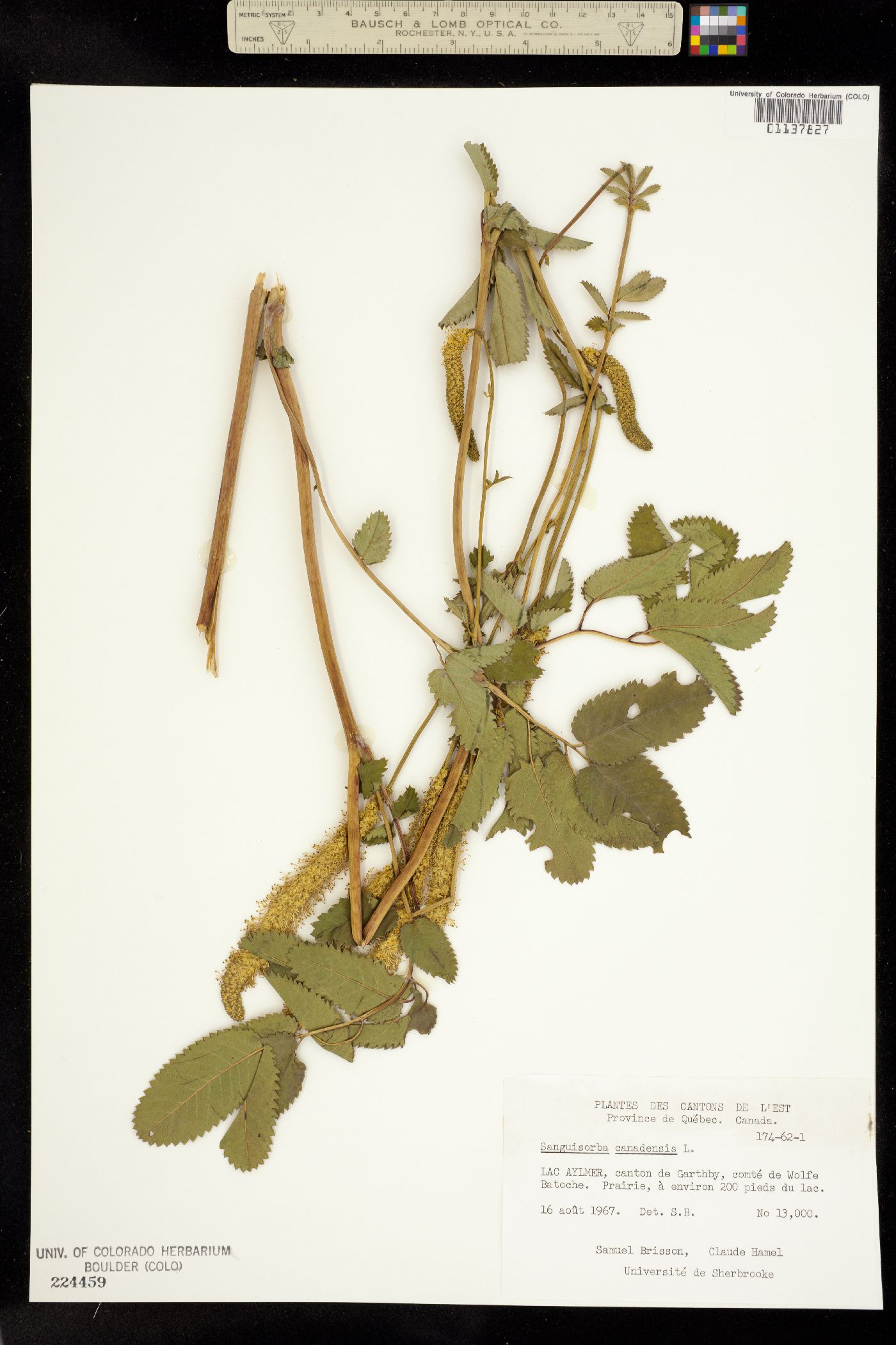 Sanguisorba canadensis image