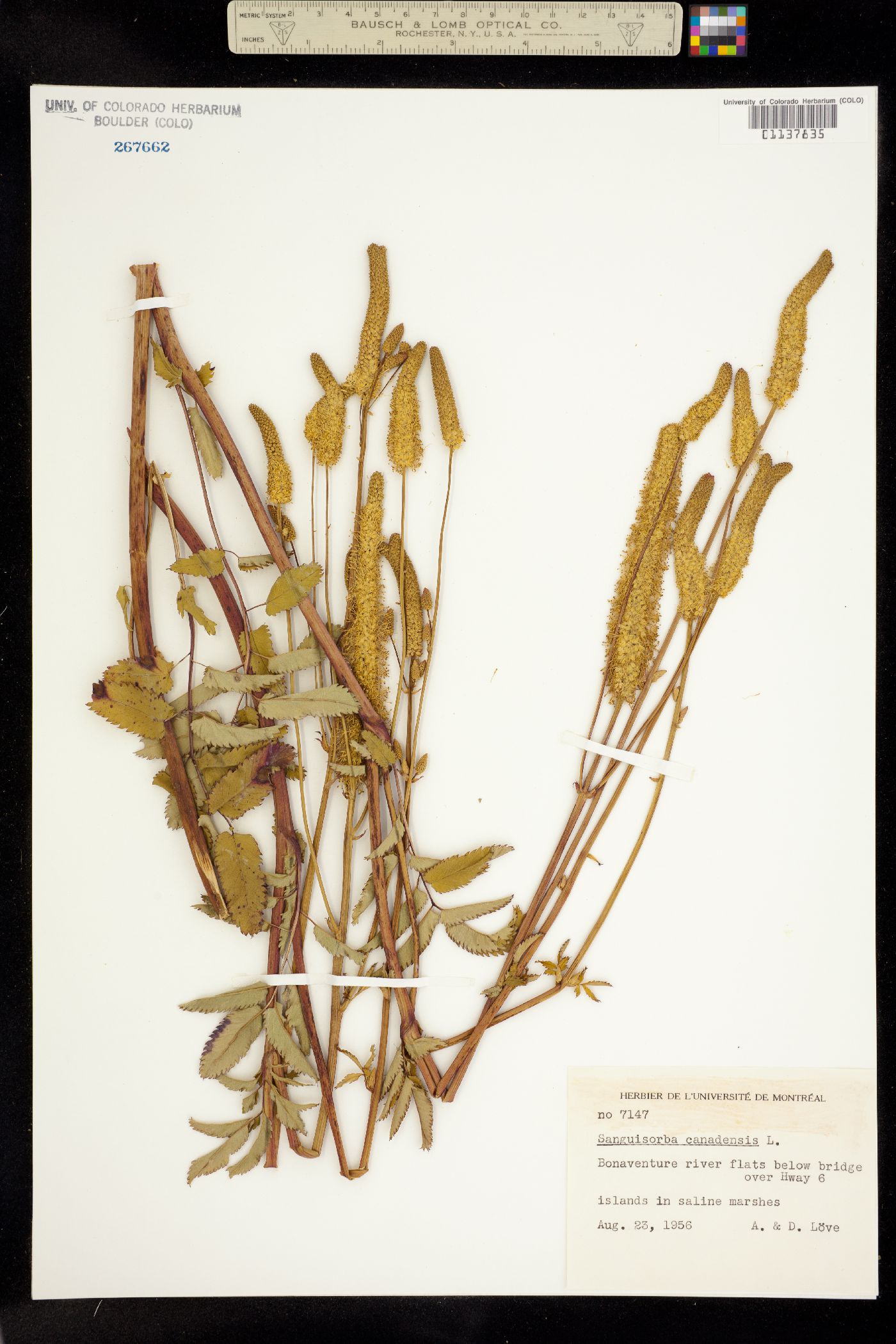 Sanguisorba canadensis image