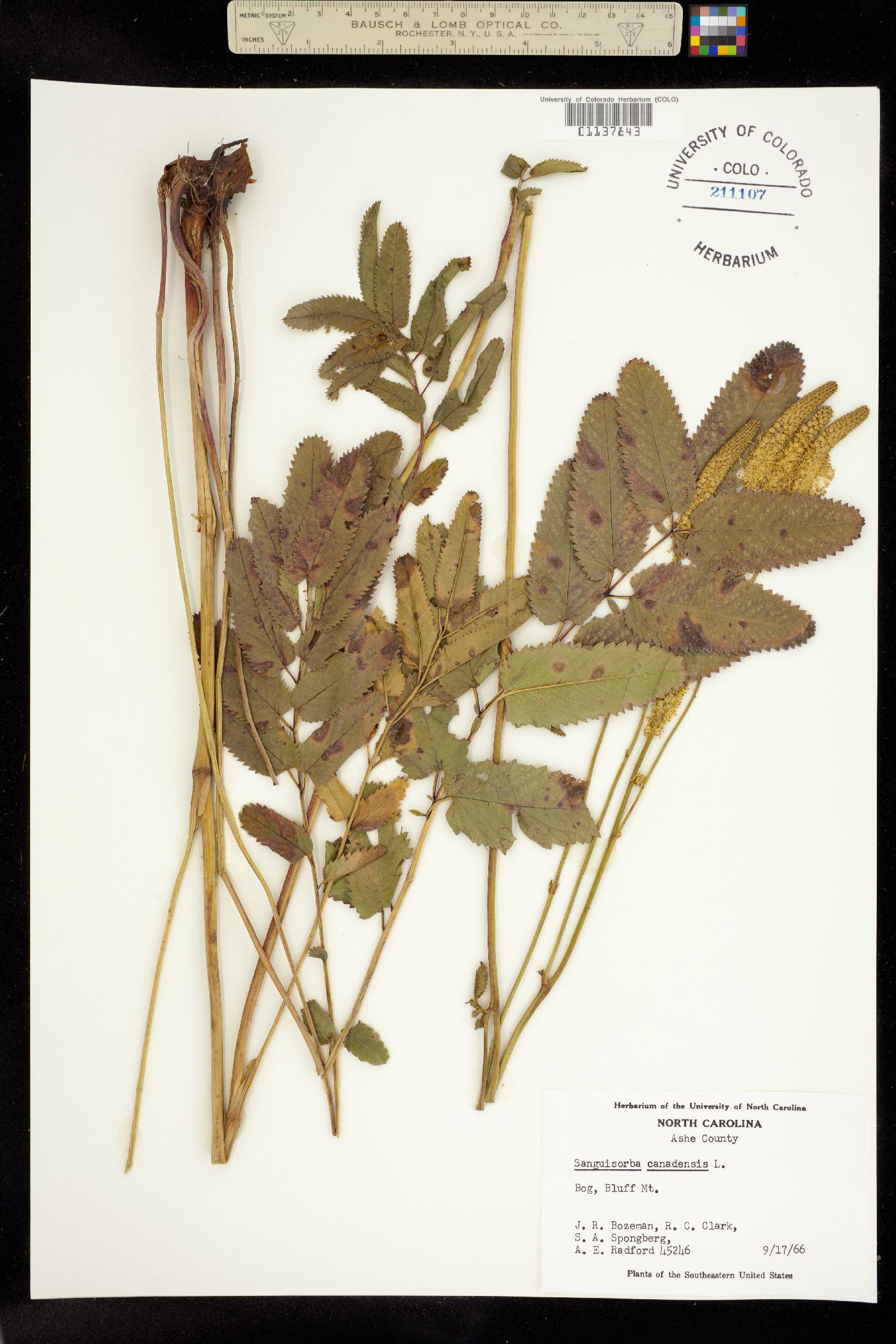 Sanguisorba canadensis image