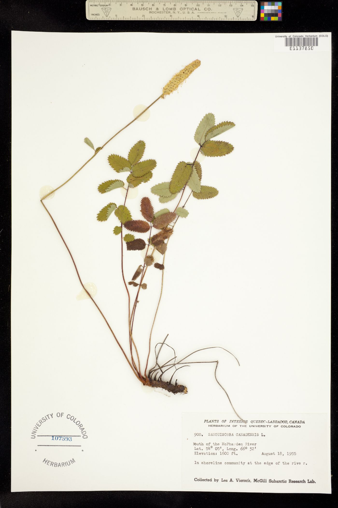 Sanguisorba canadensis image