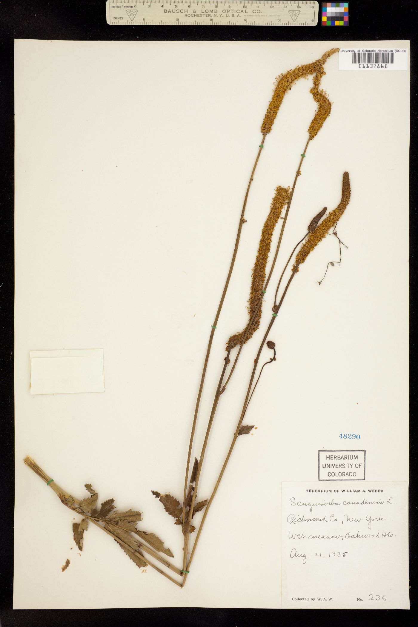 Sanguisorba canadensis image