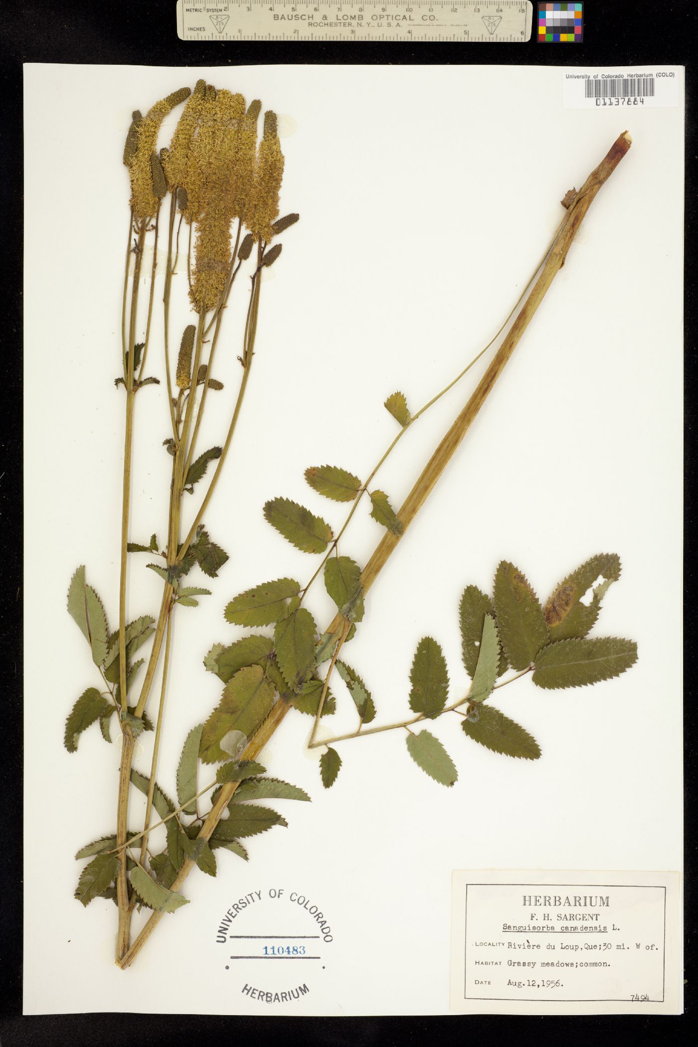 Sanguisorba canadensis image