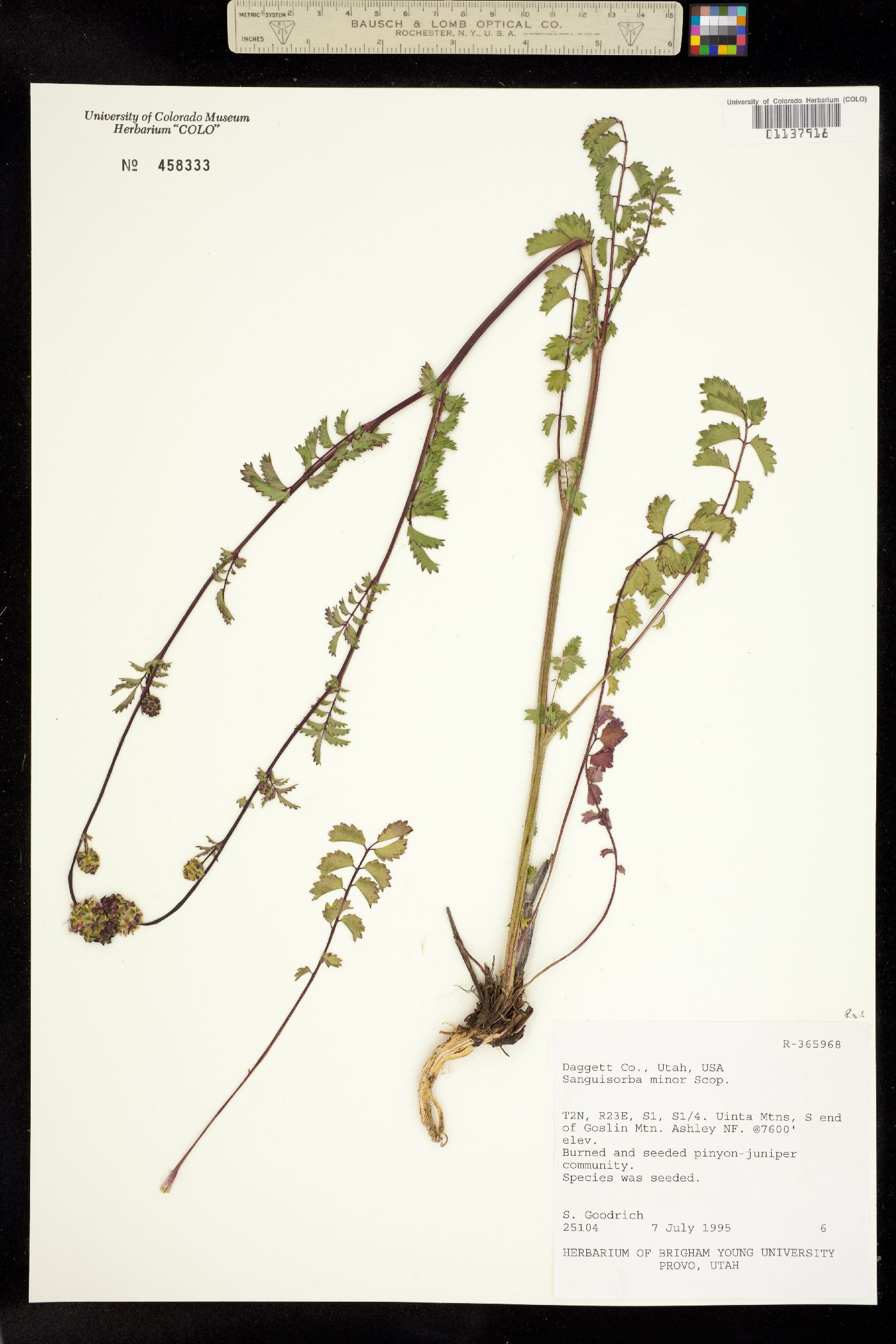 Sanguisorba minor image