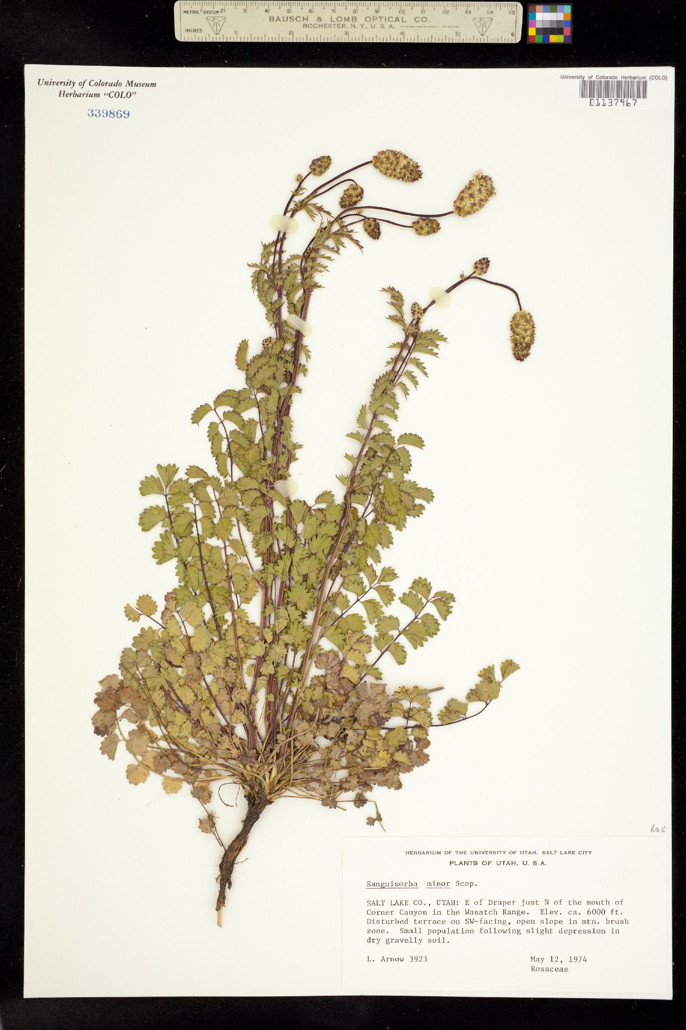 Sanguisorba minor image