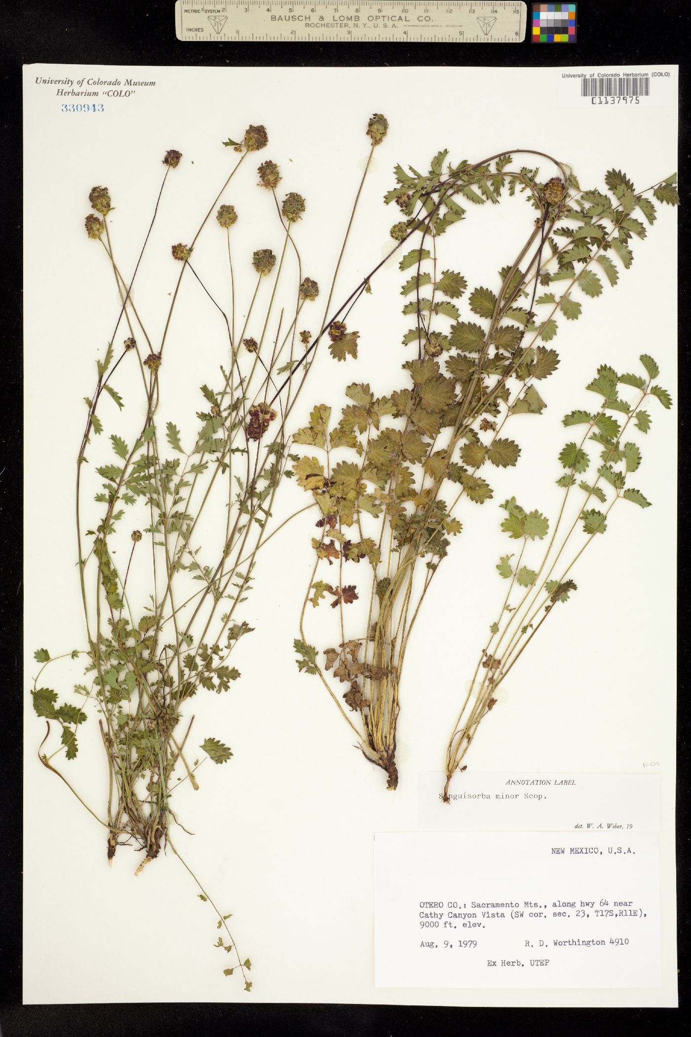 Sanguisorba minor image