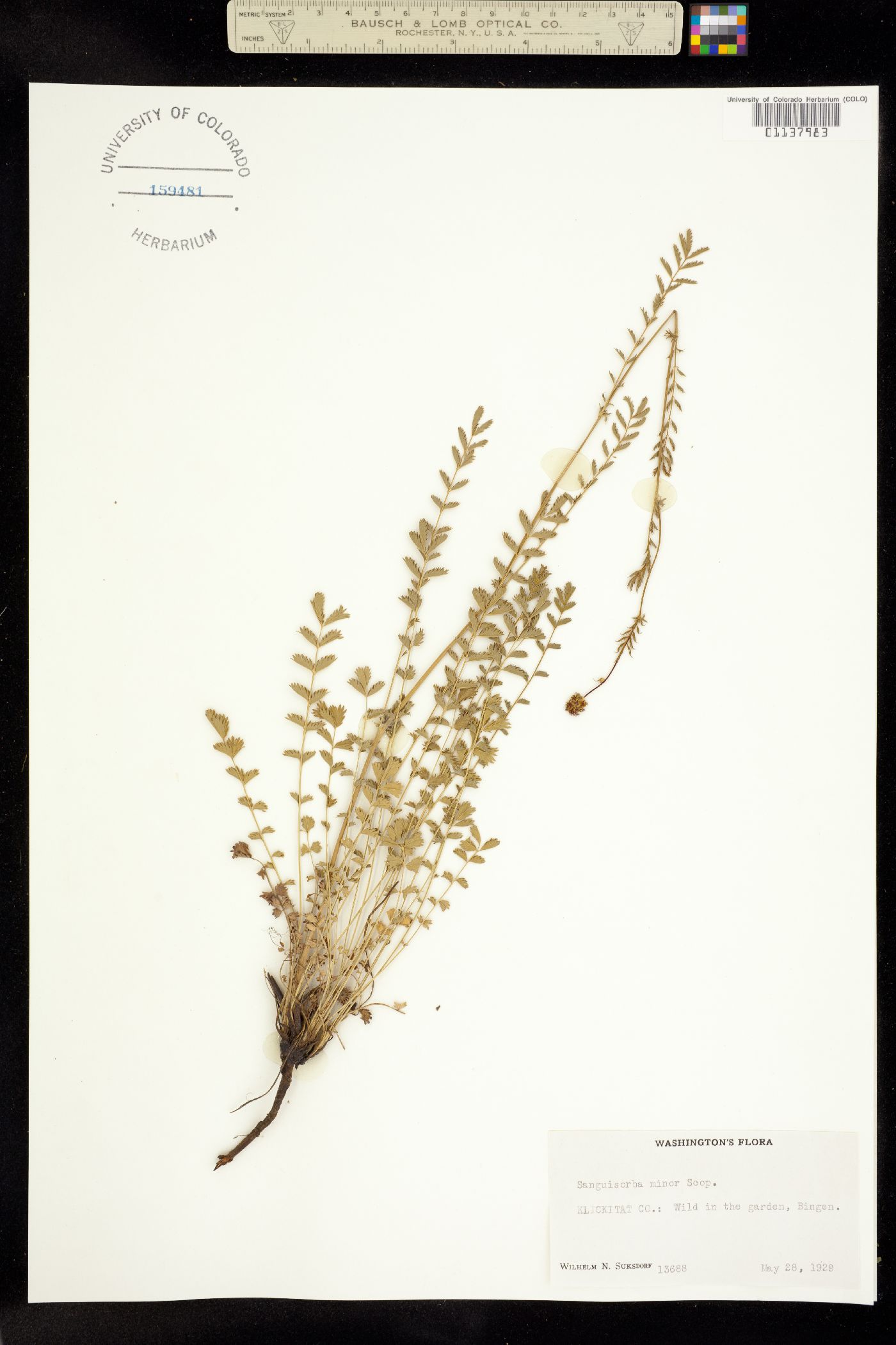 Sanguisorba minor image