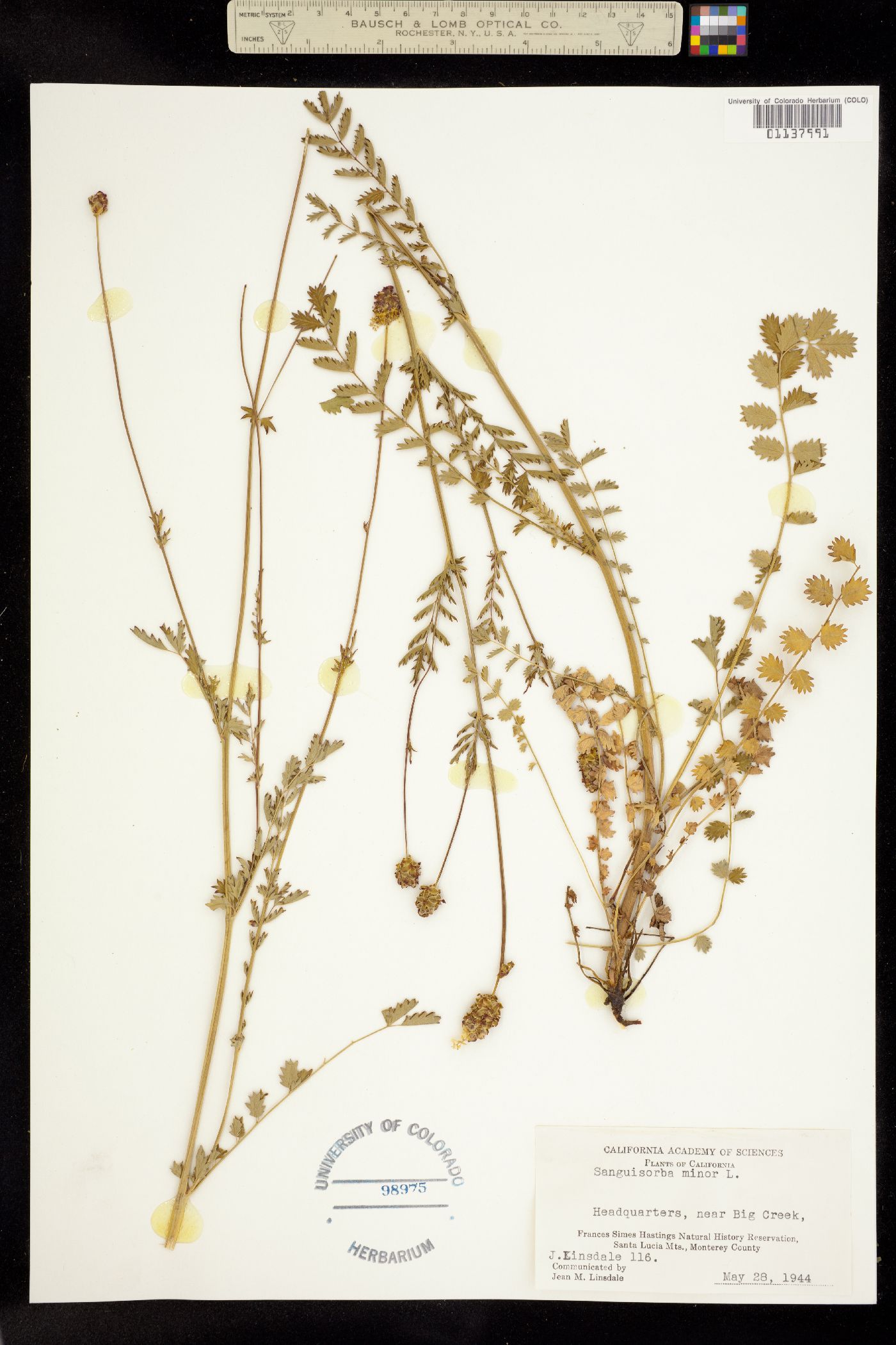 Sanguisorba minor image