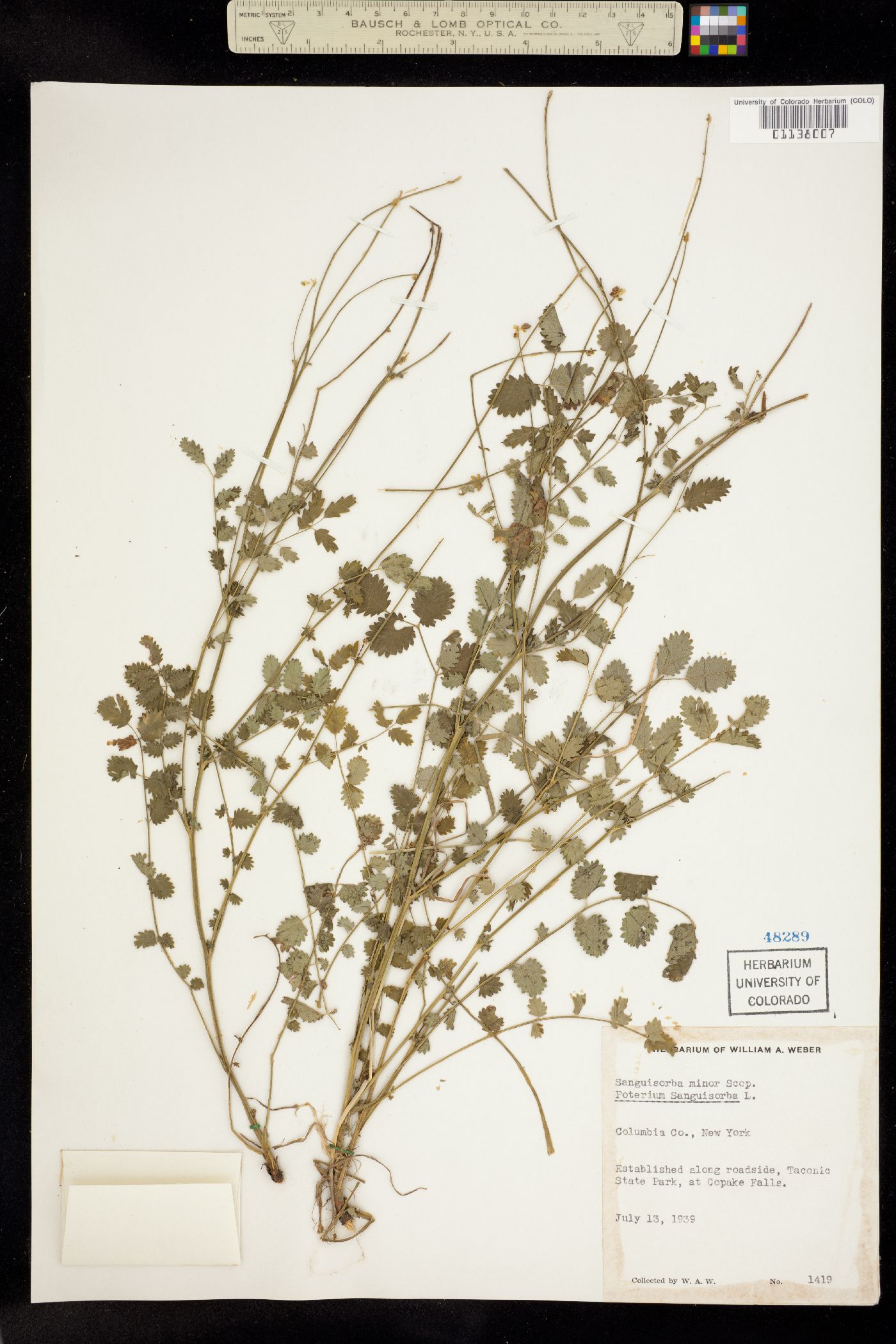 Sanguisorba minor image