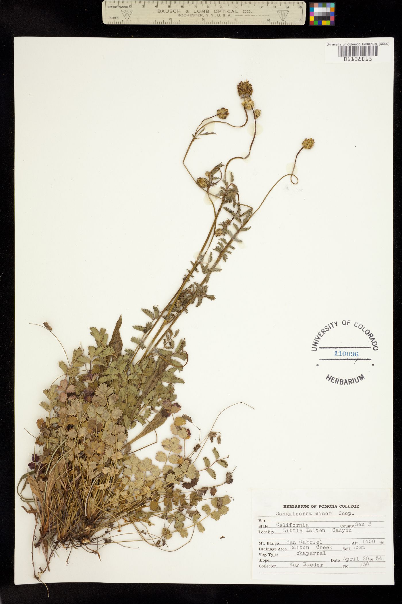 Sanguisorba minor image