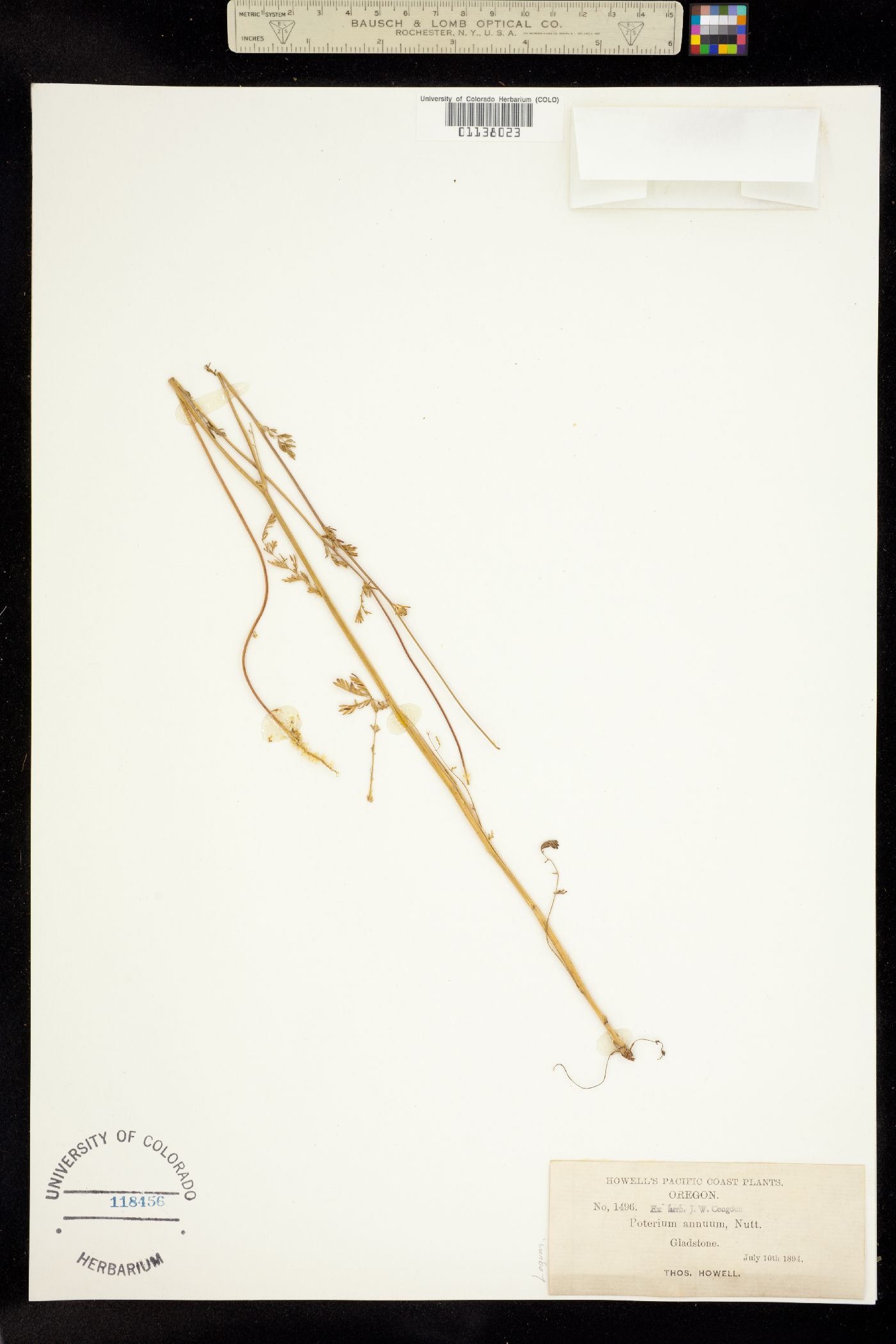 Poteridium occidentale image