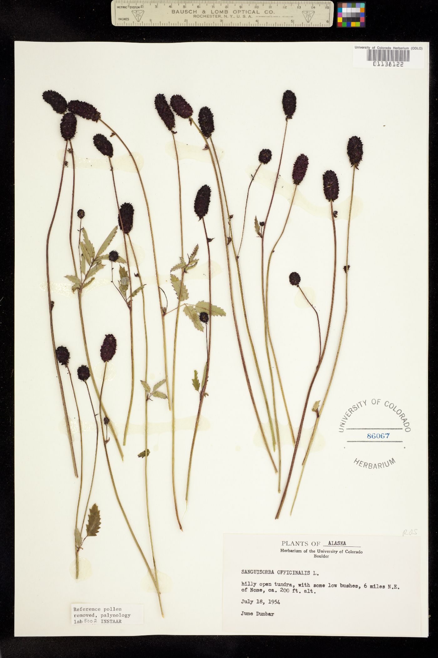 Sanguisorba officinalis image