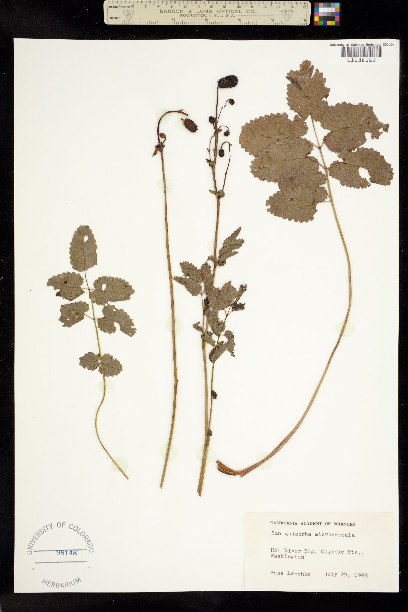 Sanguisorba officinalis image