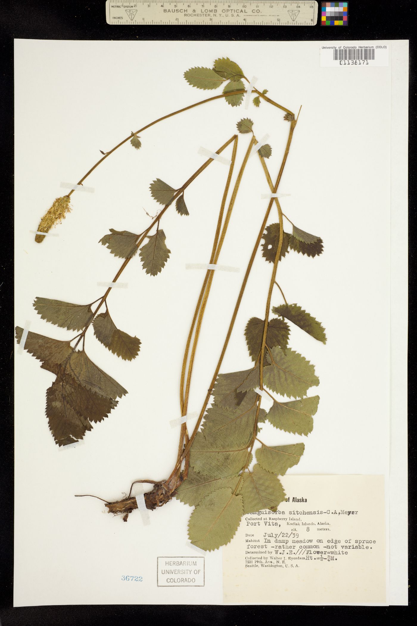 Sanguisorba sitchensis image