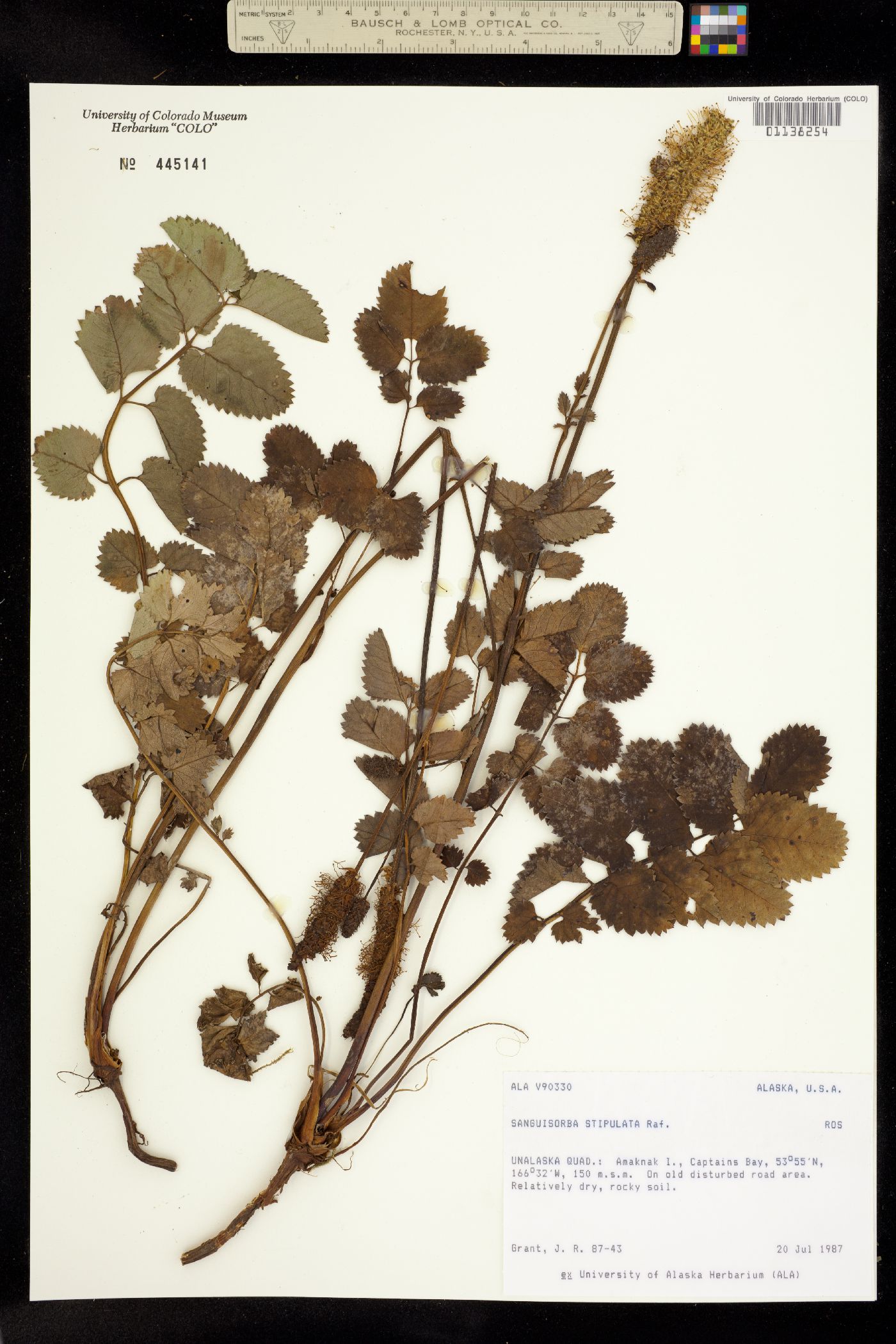 Sanguisorba stipulata image