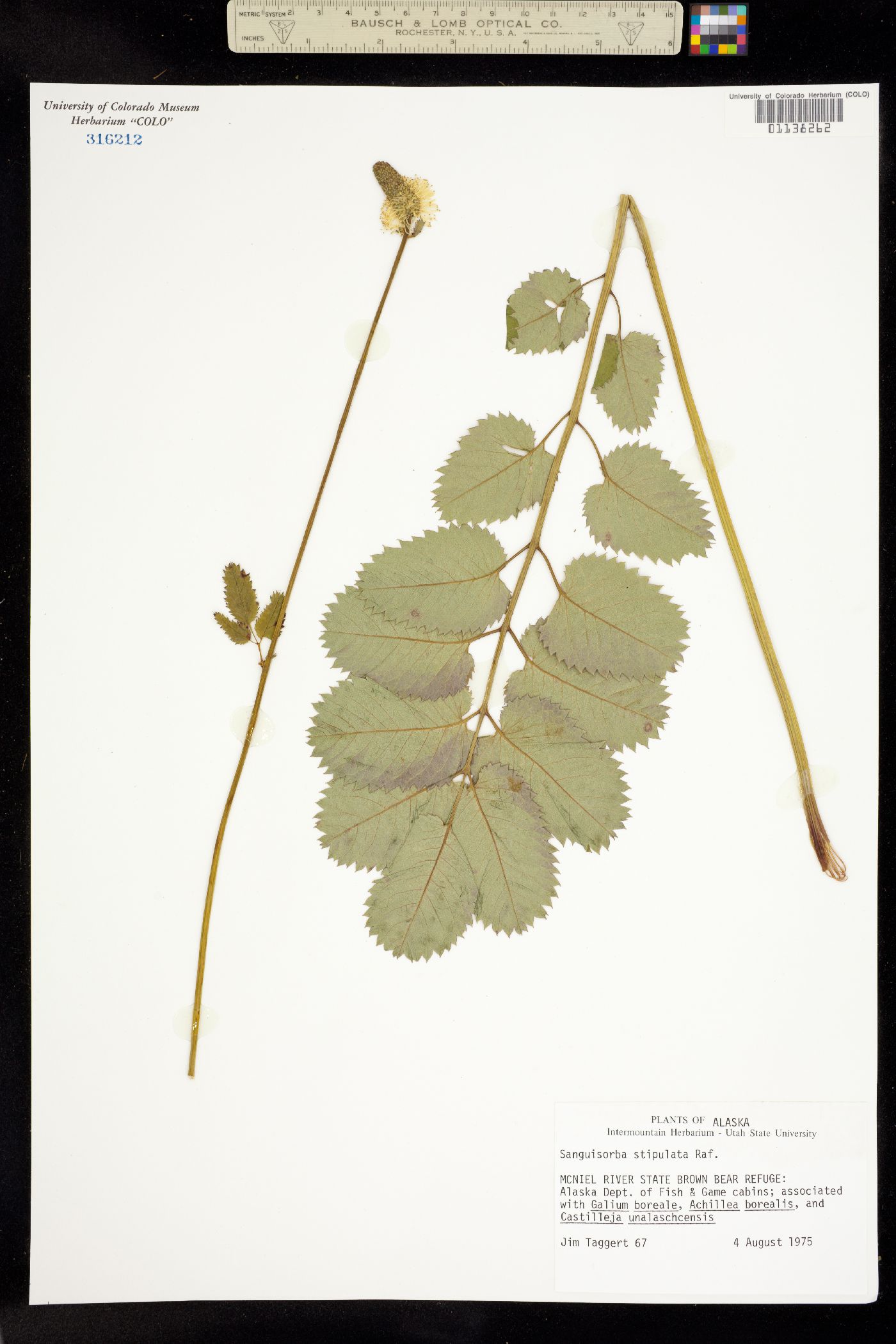 Sanguisorba stipulata image