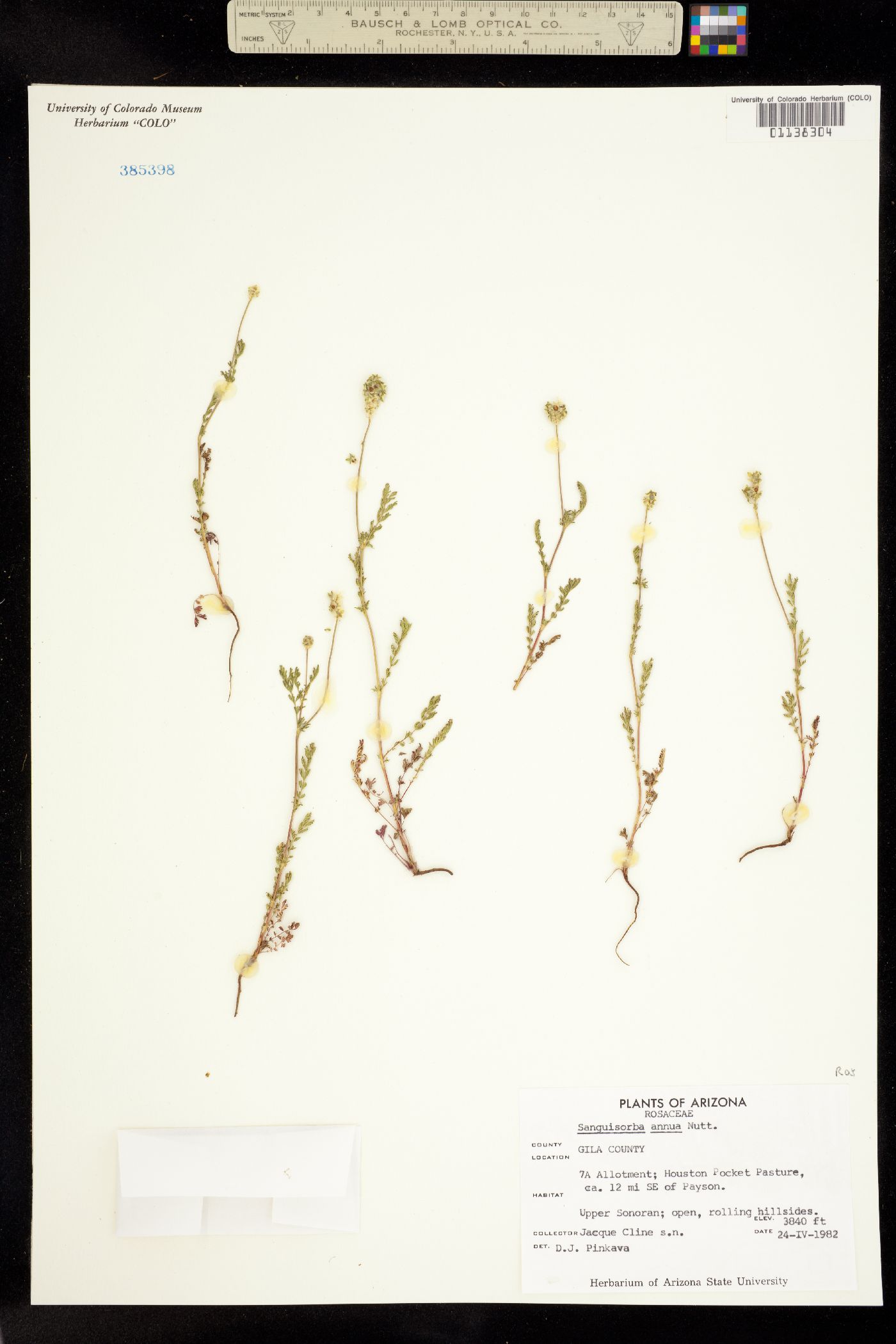 Poteridium annuum image